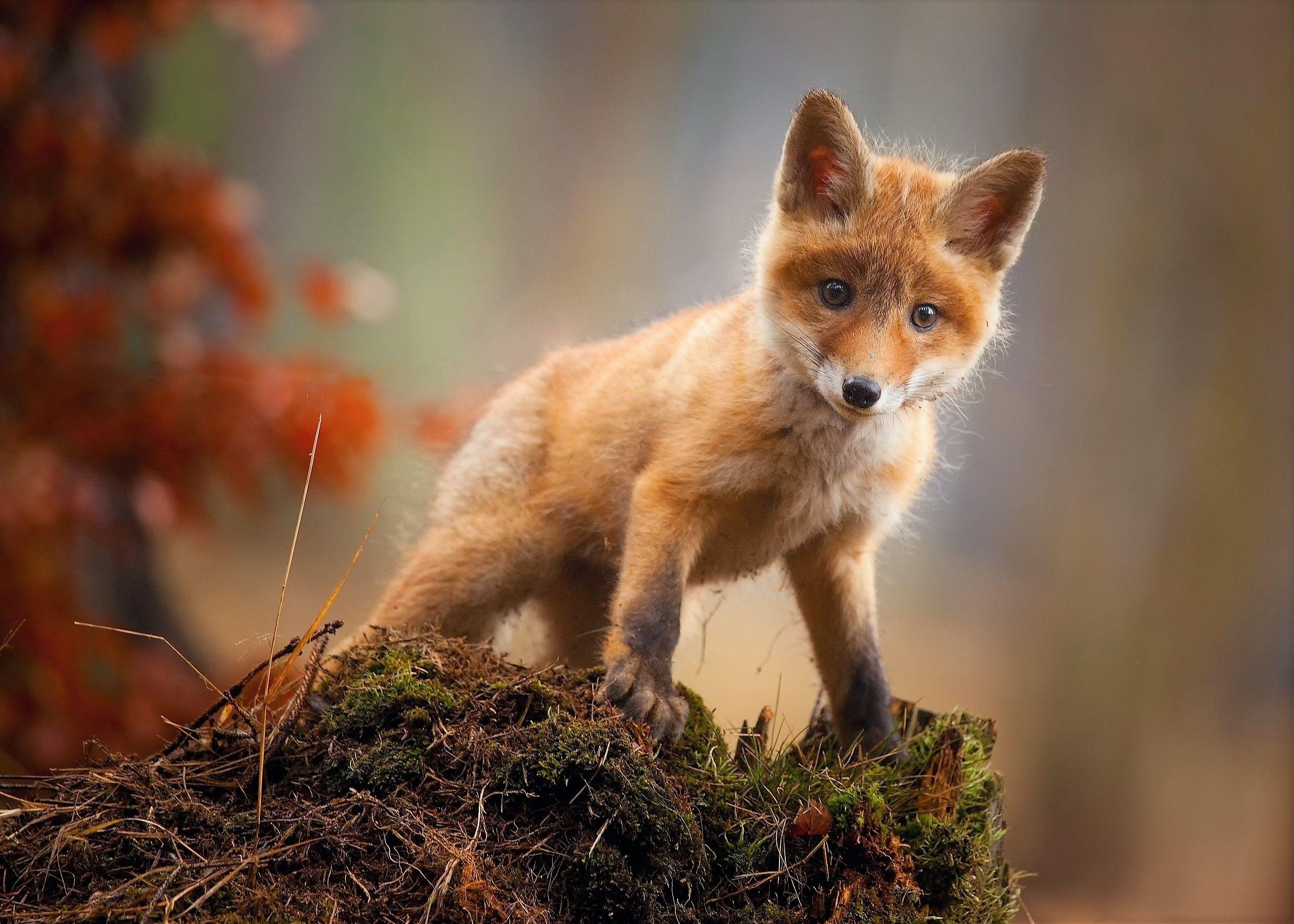 2500x1790 Baby Fox Wallpaper Free Baby Fox Background, Desktop