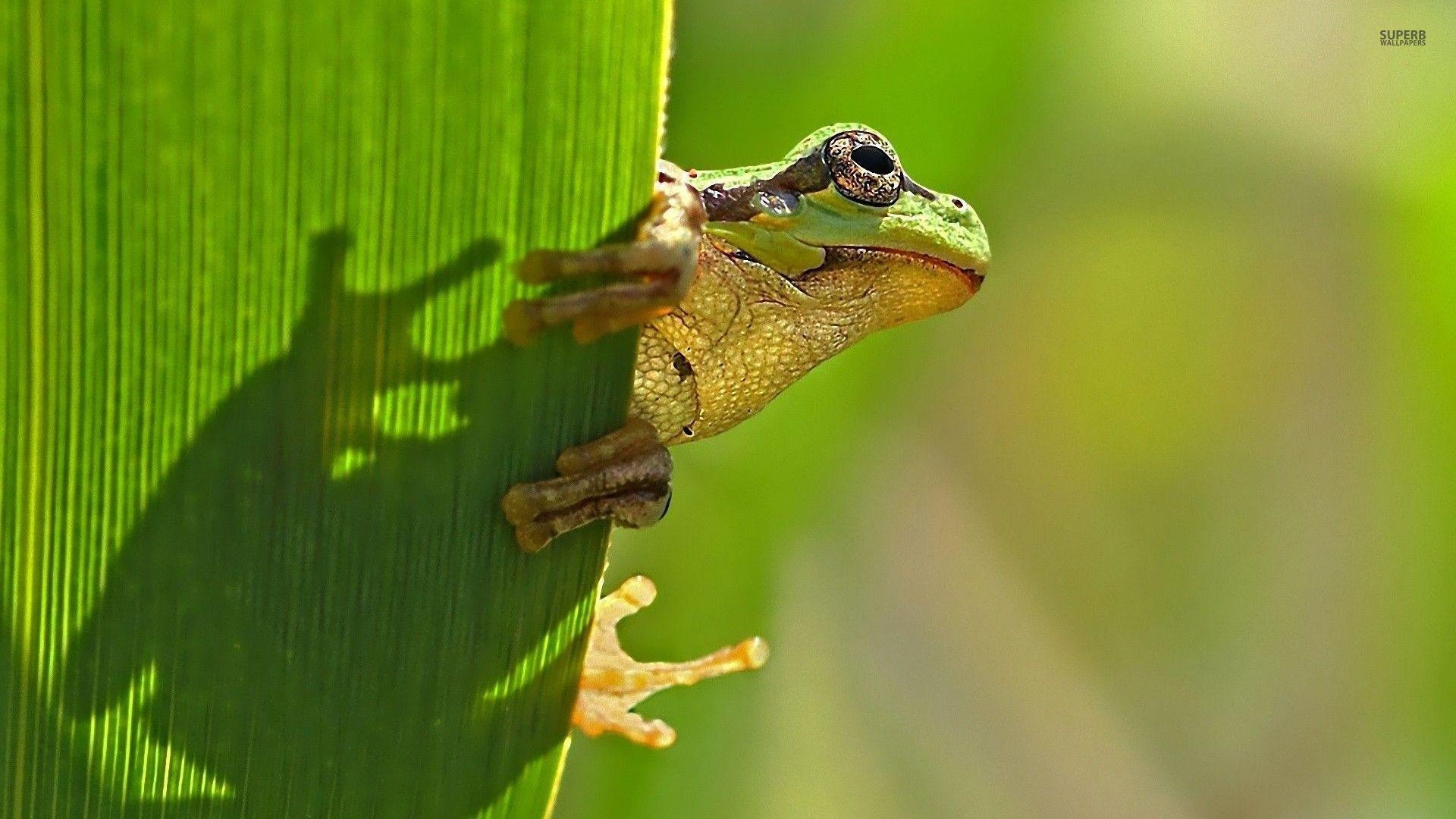 1920x1080 White&;s tree frog wallpaper, Desktop