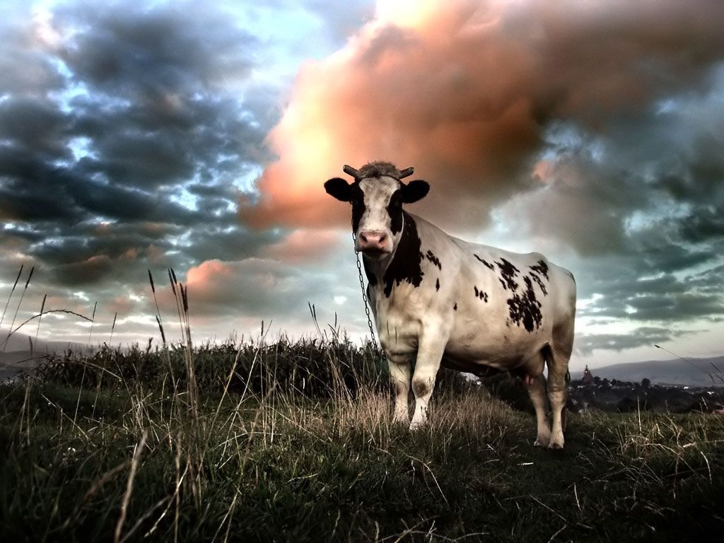 1030x770 Cows Wallpaper, Desktop