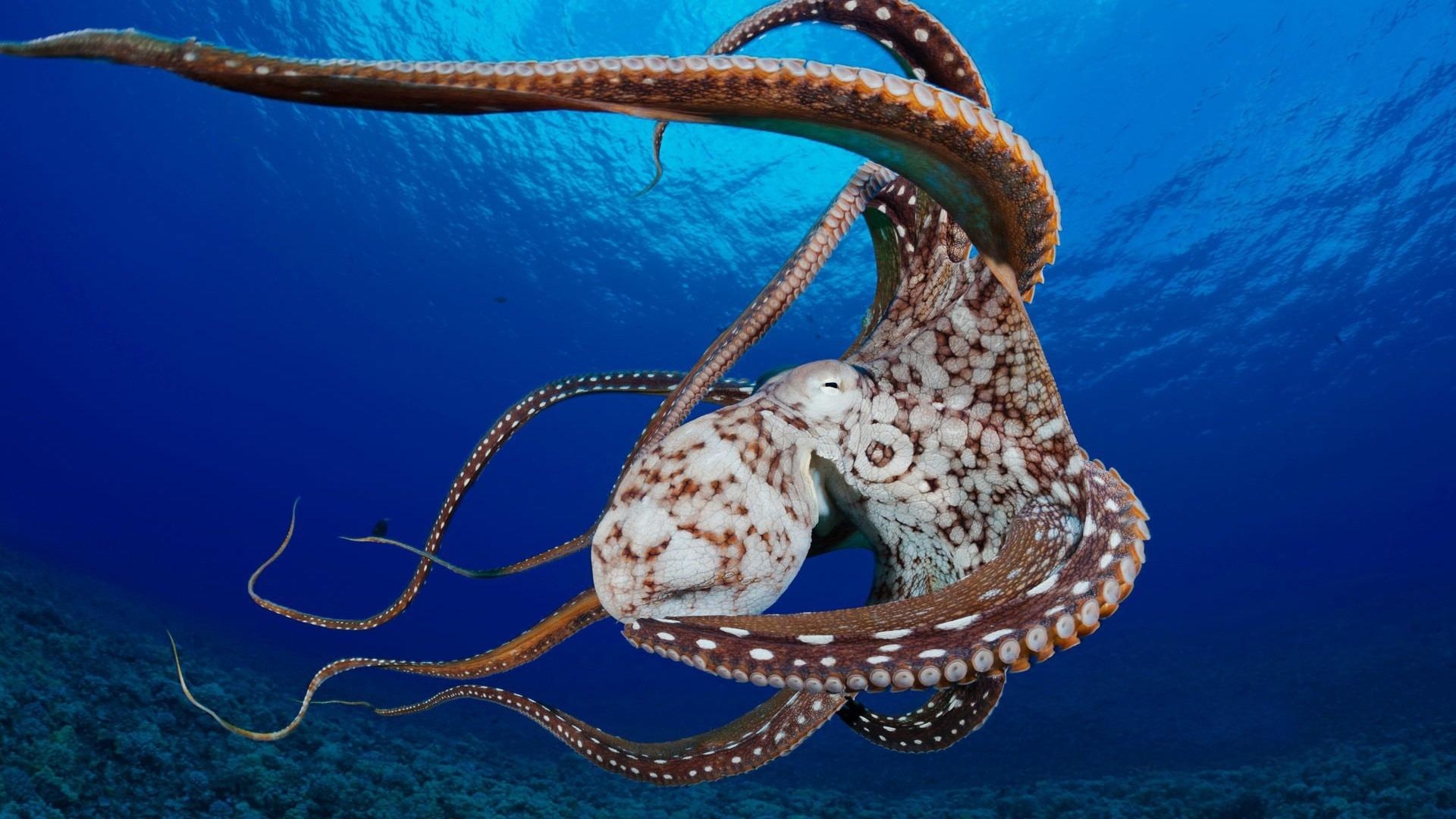 1920x1080 Wallpaper Blink of Octopus Wallpaper HD for Android, Windows, Desktop