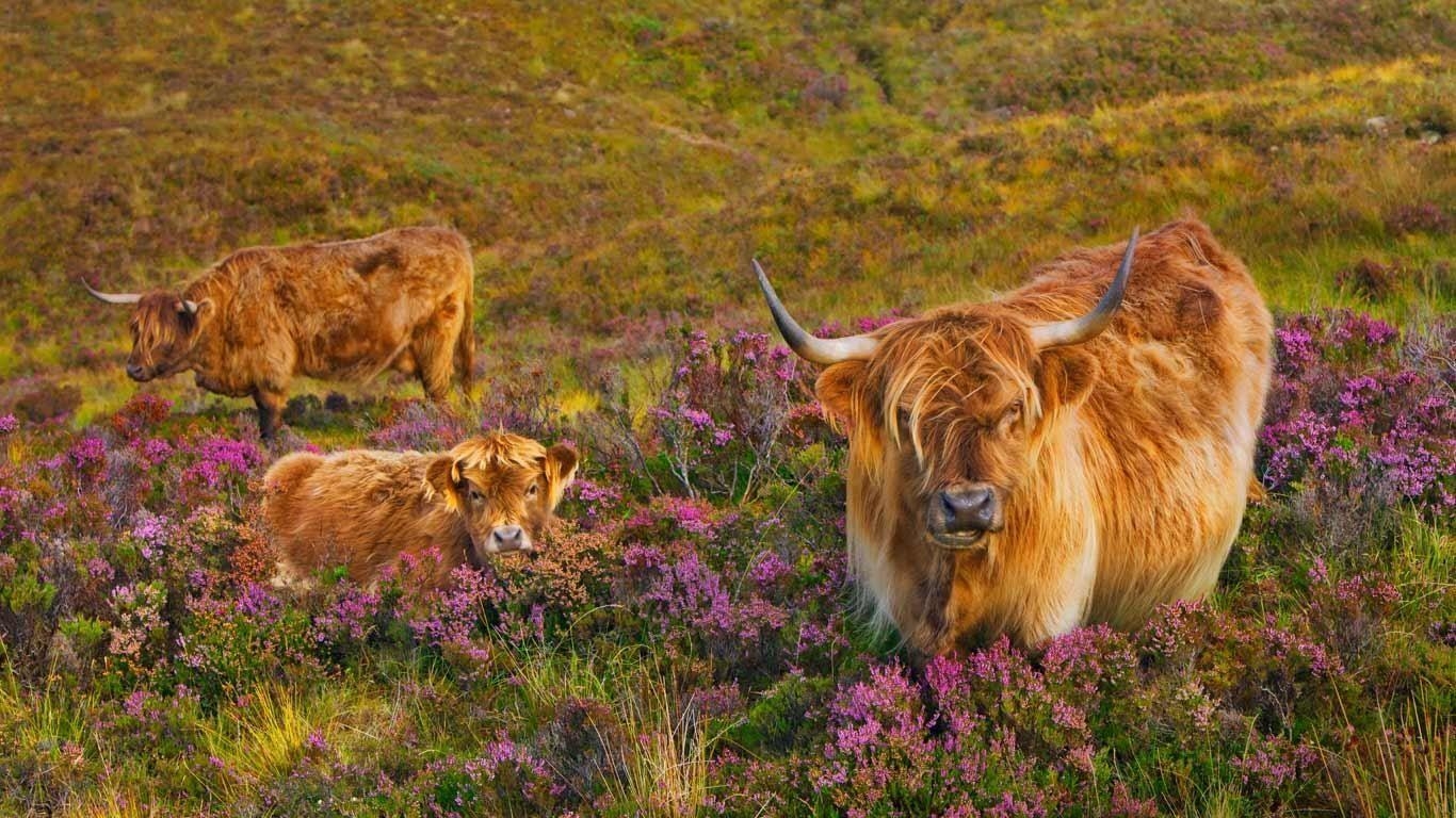 1370x770 Scottish Wallpaper Highland Cattle. Highland cattle in a, Desktop