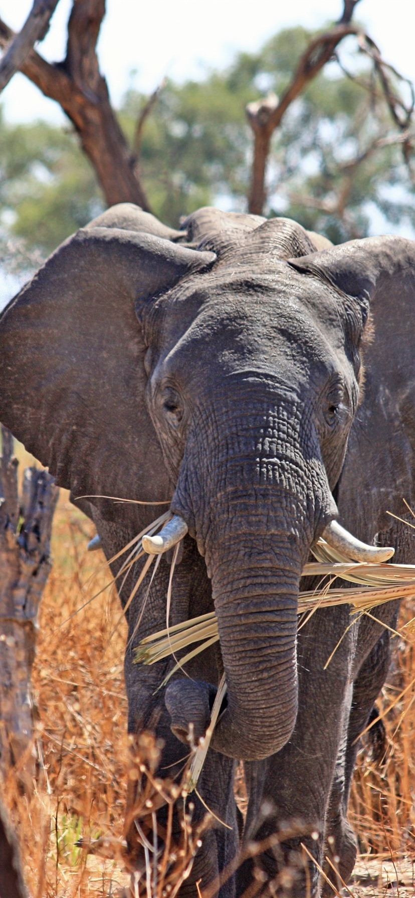 830x1800 Elephant Front View, Nose, Africa 1125x2436 IPhone 11 Pro XS X Wallpaper, Background, Picture, Image, Phone