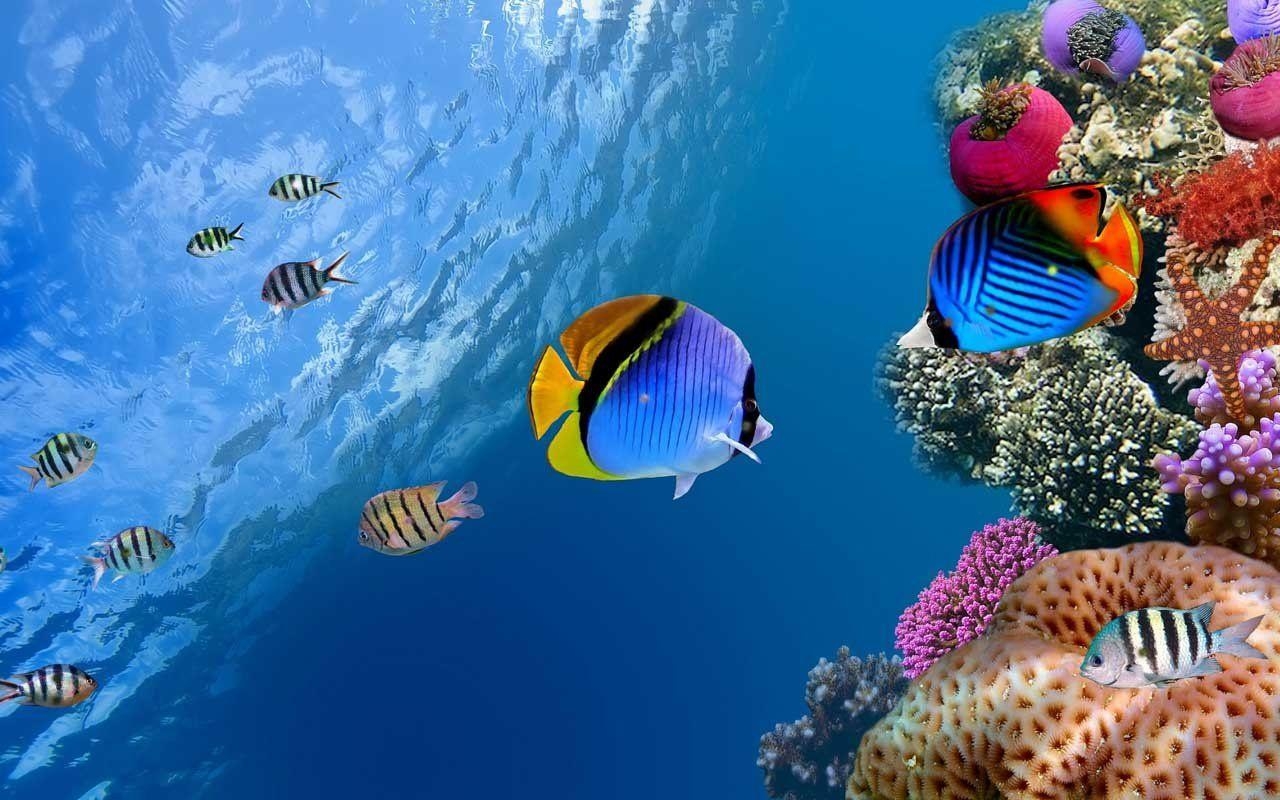 1280x800 FREE HD WALLPAPERS Marine Life, Desktop