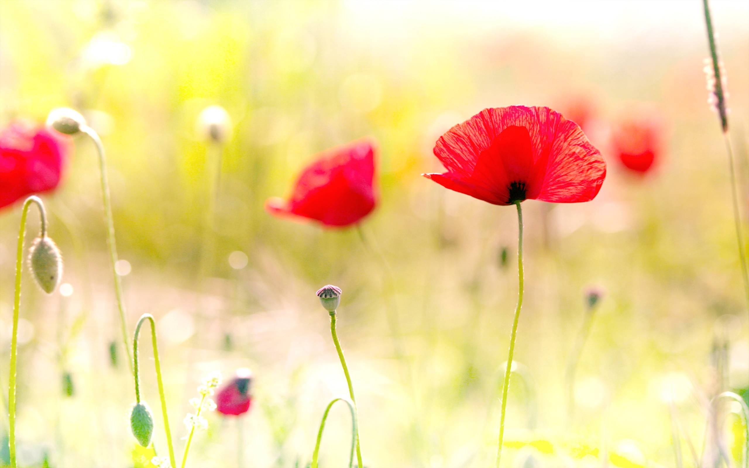 2560x1600 Poppy Flowers Wallpaper, Desktop