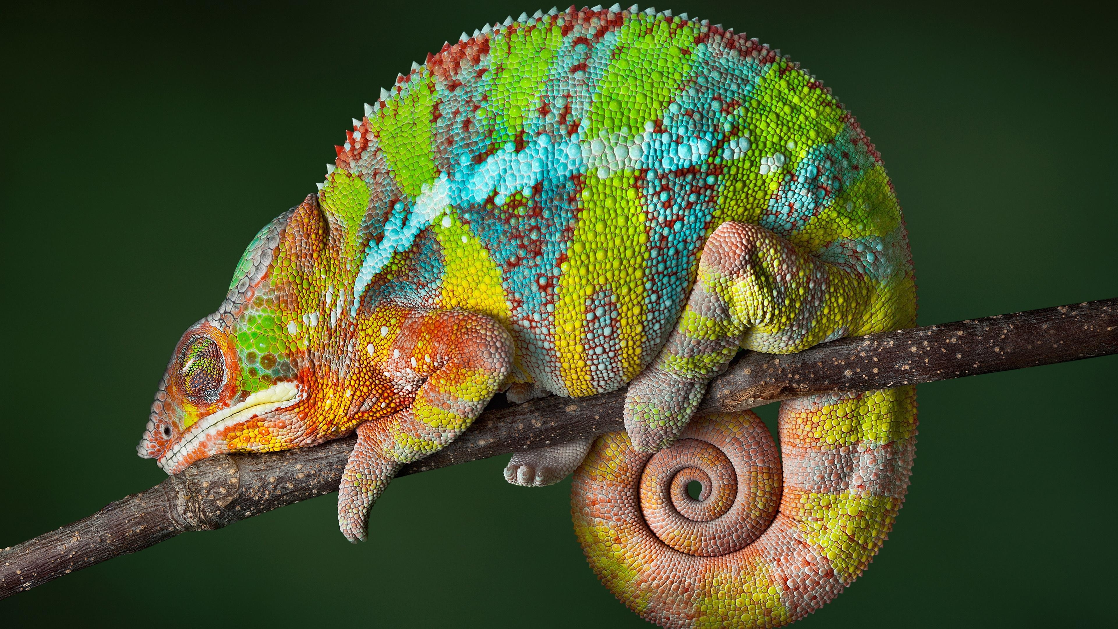 3840x2160 Colorful Chameleon 4K UltraHD Wallpaper. Wallpaper Studio 10. Tens, Desktop