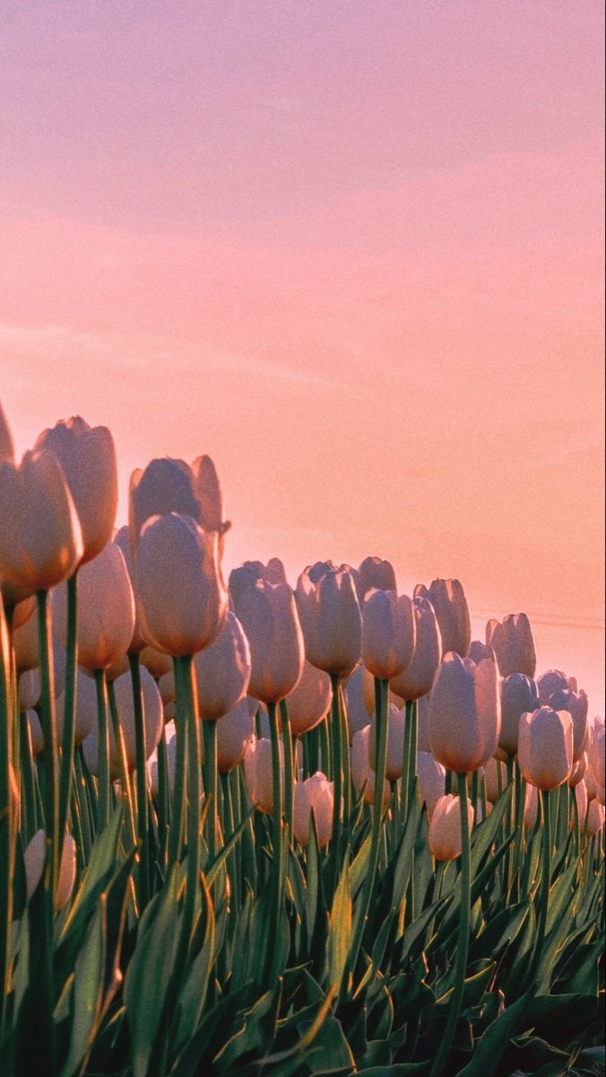 680x1200 White Tulips in Pink Sky, Phone