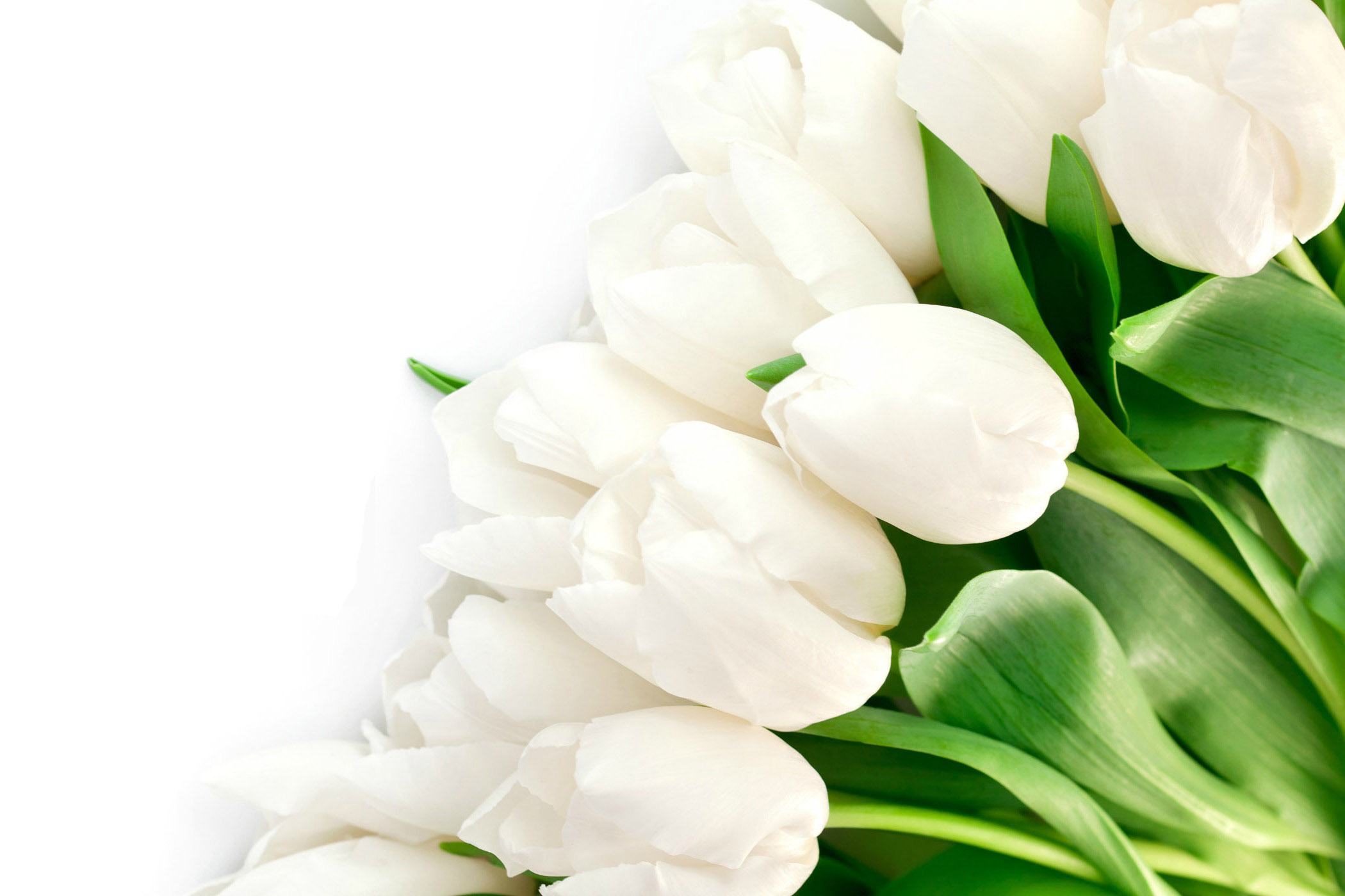 2100x1400 Hd Wallpaper Lovely White Tulips Image Free, Desktop