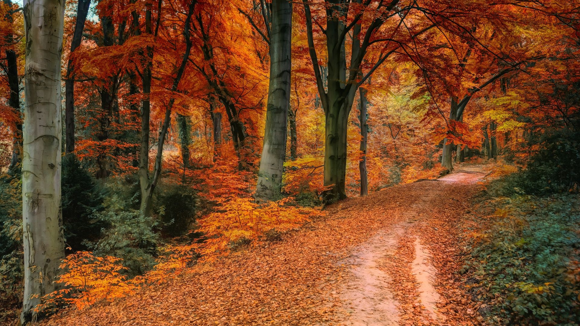 1920x1080 Download  wallpaper autumn, tree, fall, pathway, full hd, hdtv, fhd, 1080p,  HD image, background, 15890, Desktop