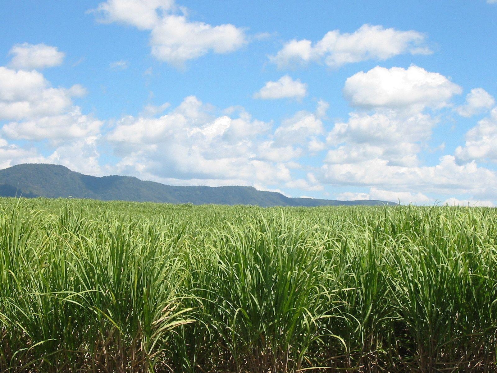 1600x1200 Sugar Cane Juice Car Picture Picture, Desktop