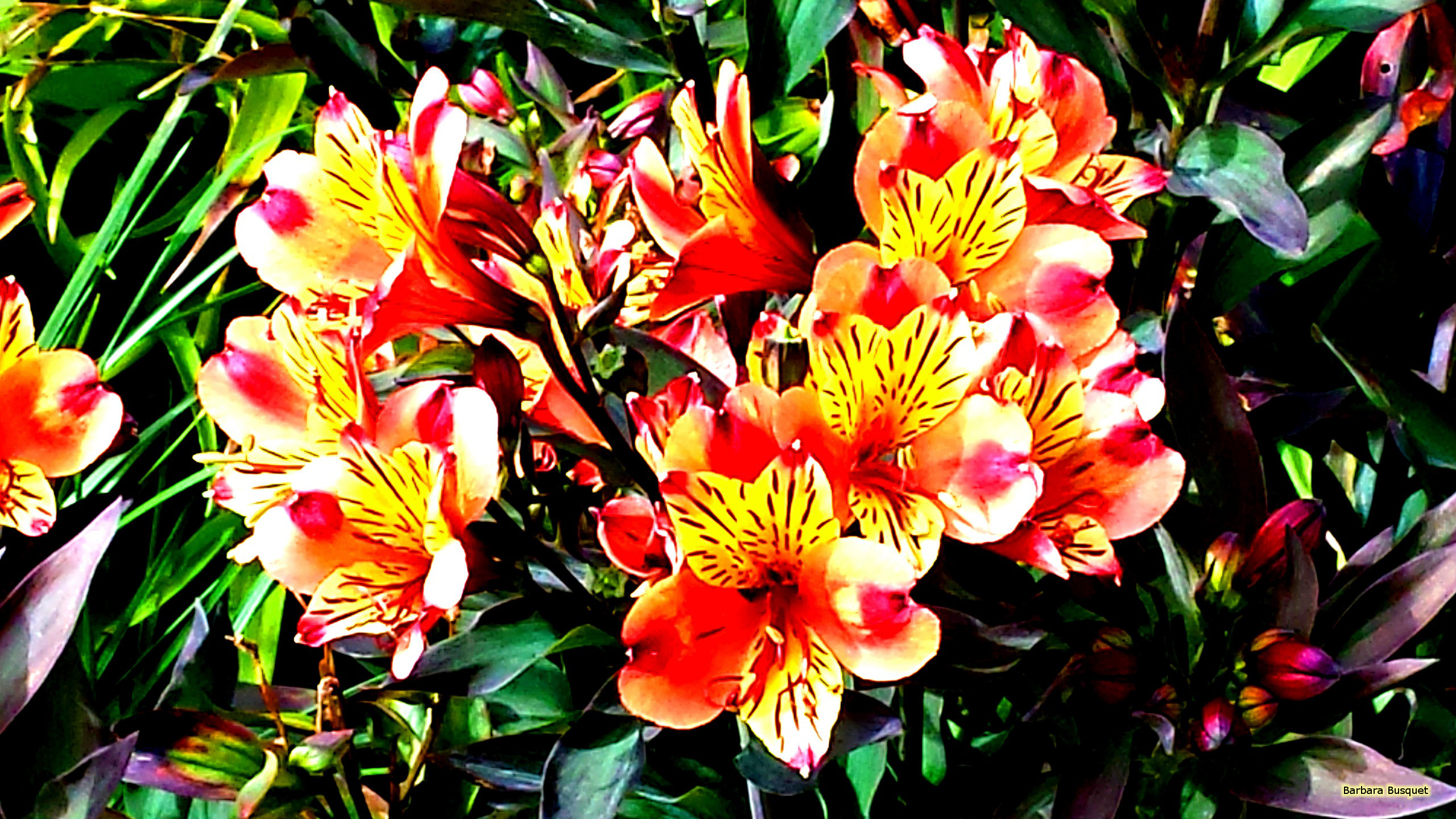 2560x1440 Peruvian Lilies's HD Wallpaper, Desktop