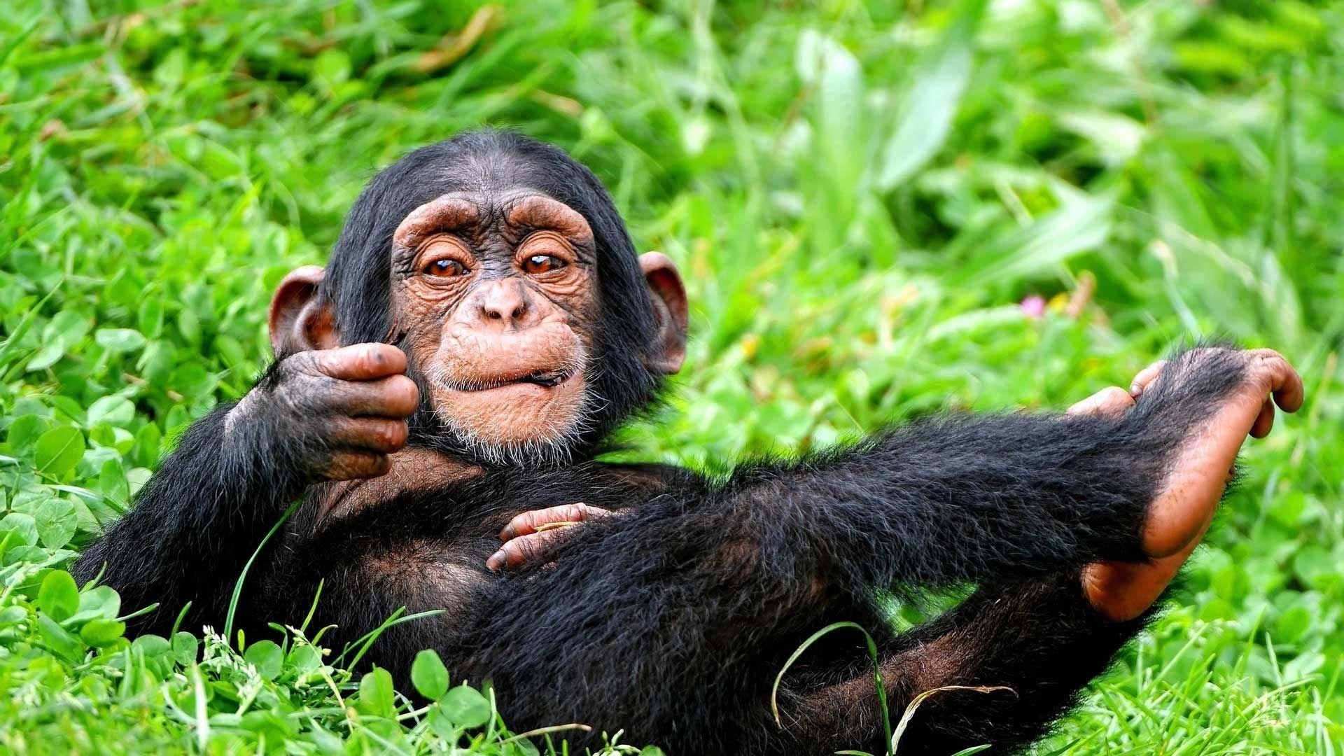 1920x1080 Chimpanzee HD Wallpaper, Desktop