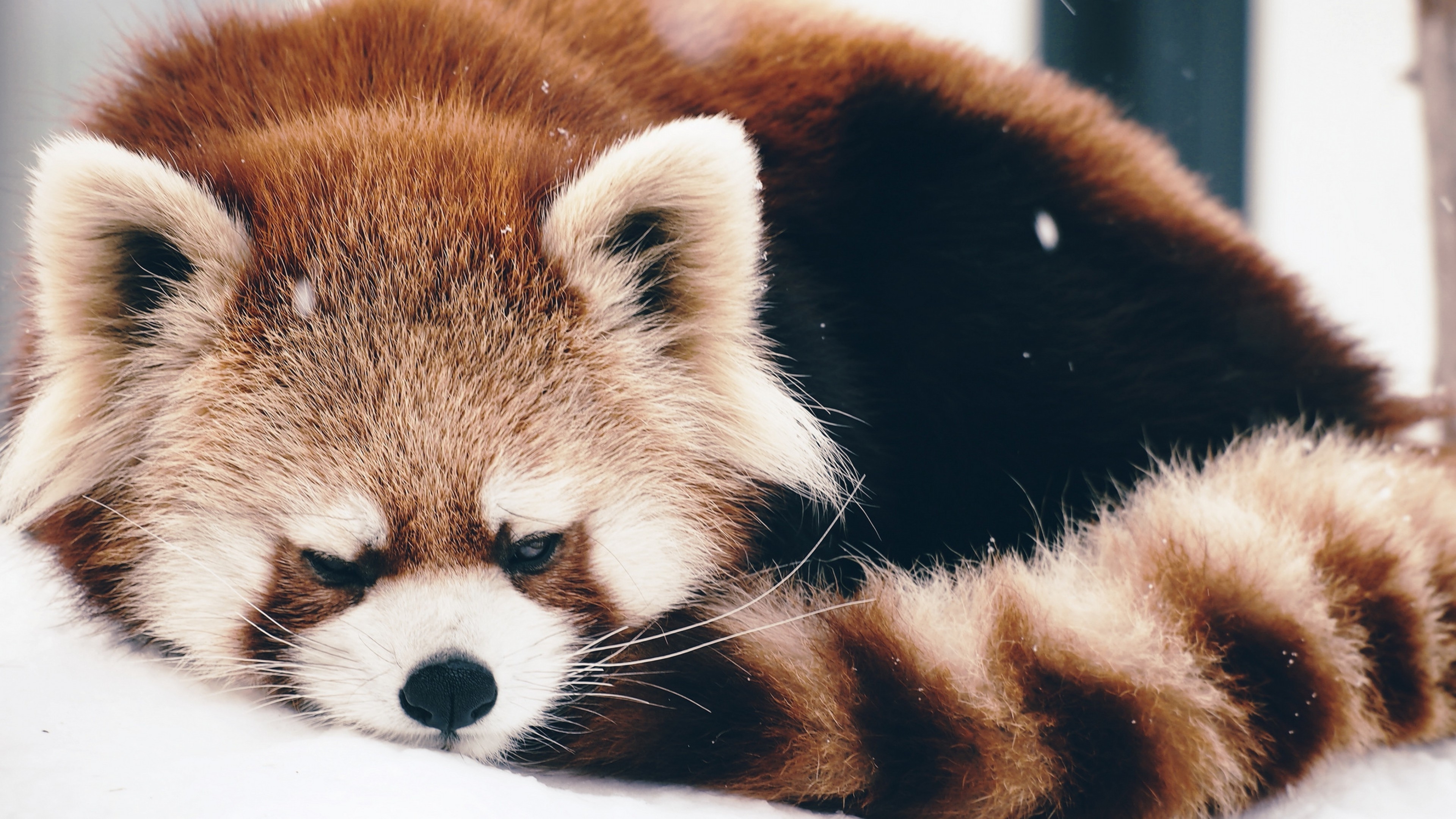 3840x2160 animals red panda snow Wallpaper HD / Desktop and Mobile Background, Desktop