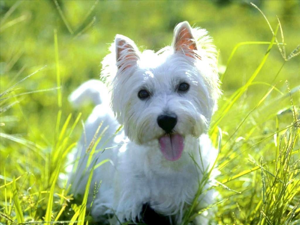 1030x770 Westie Wallpaper 8693 Wallpaper. Wallver, Desktop