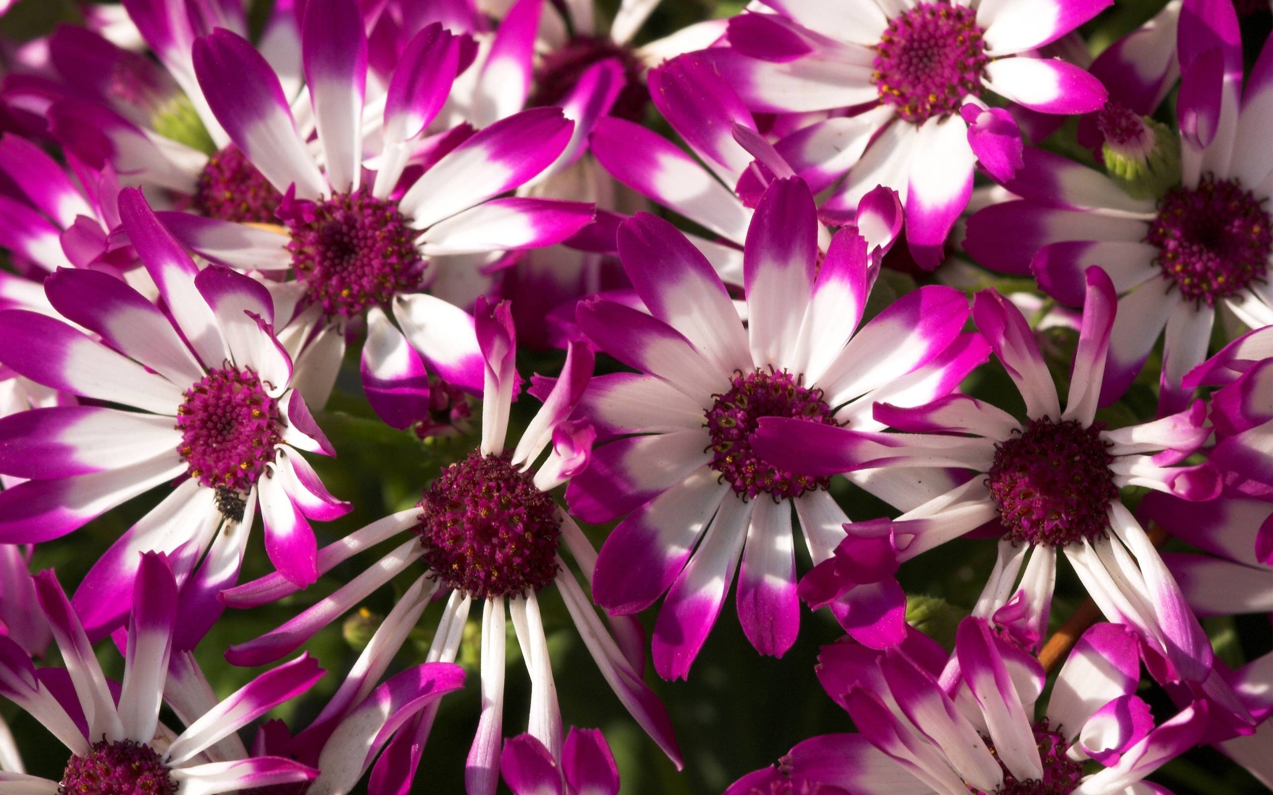 2560x1600 Purple Flowers Wallpaper, Desktop