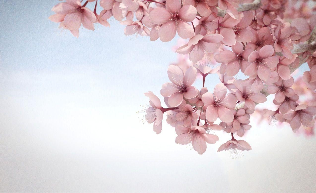 1280x790 sakura flower HD wallpaper android, Desktop