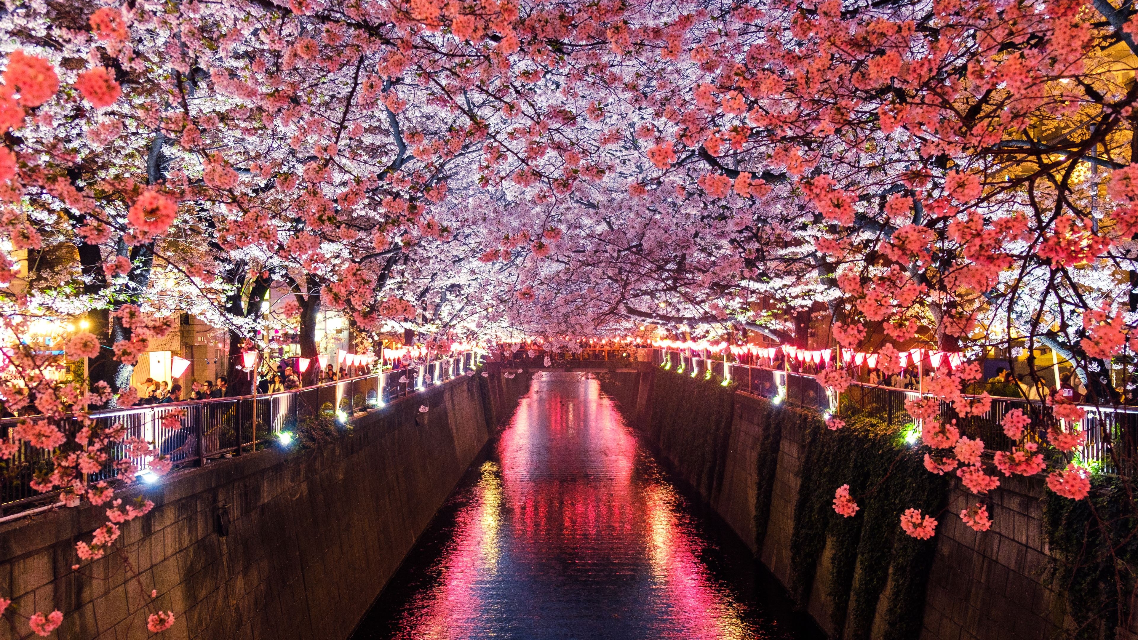 3840x2160 Wallpaper 4k Cherry Blossom Trees Covering River Canal Wallpaper, Desktop