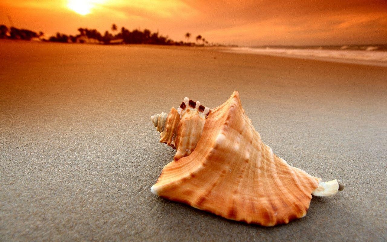 1280x800 Pin Seashell Wallpaper, Desktop