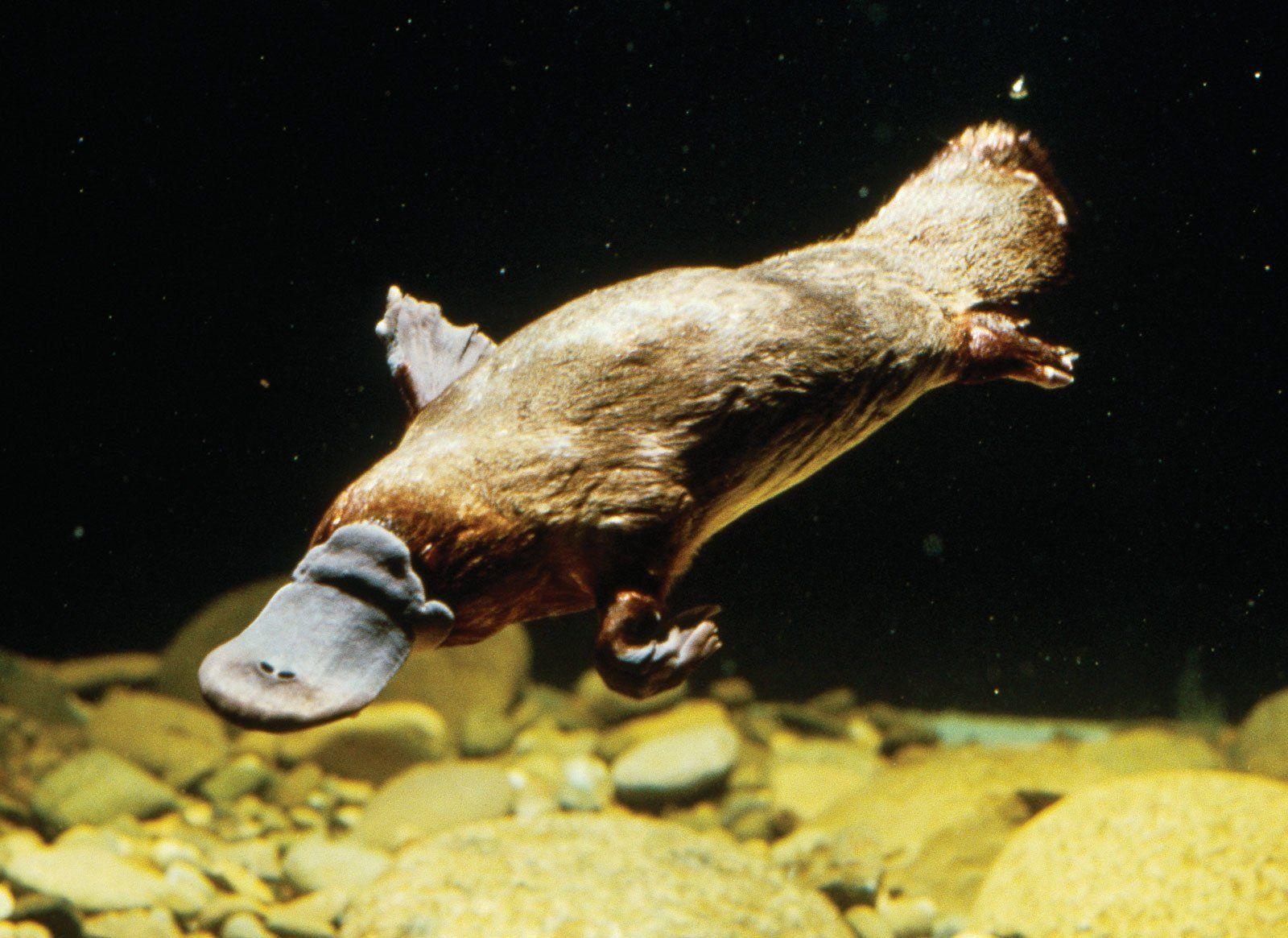 1600x1170 Platypus HD Wallpaper, Desktop