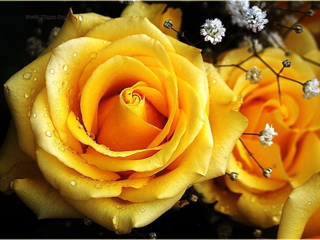 1030x770 Yellow Rose Wallpaper 19, Desktop