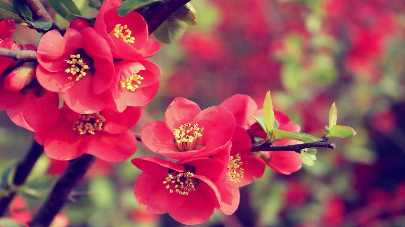 1370x770 Flowers For > Flower Wallpaper, Desktop