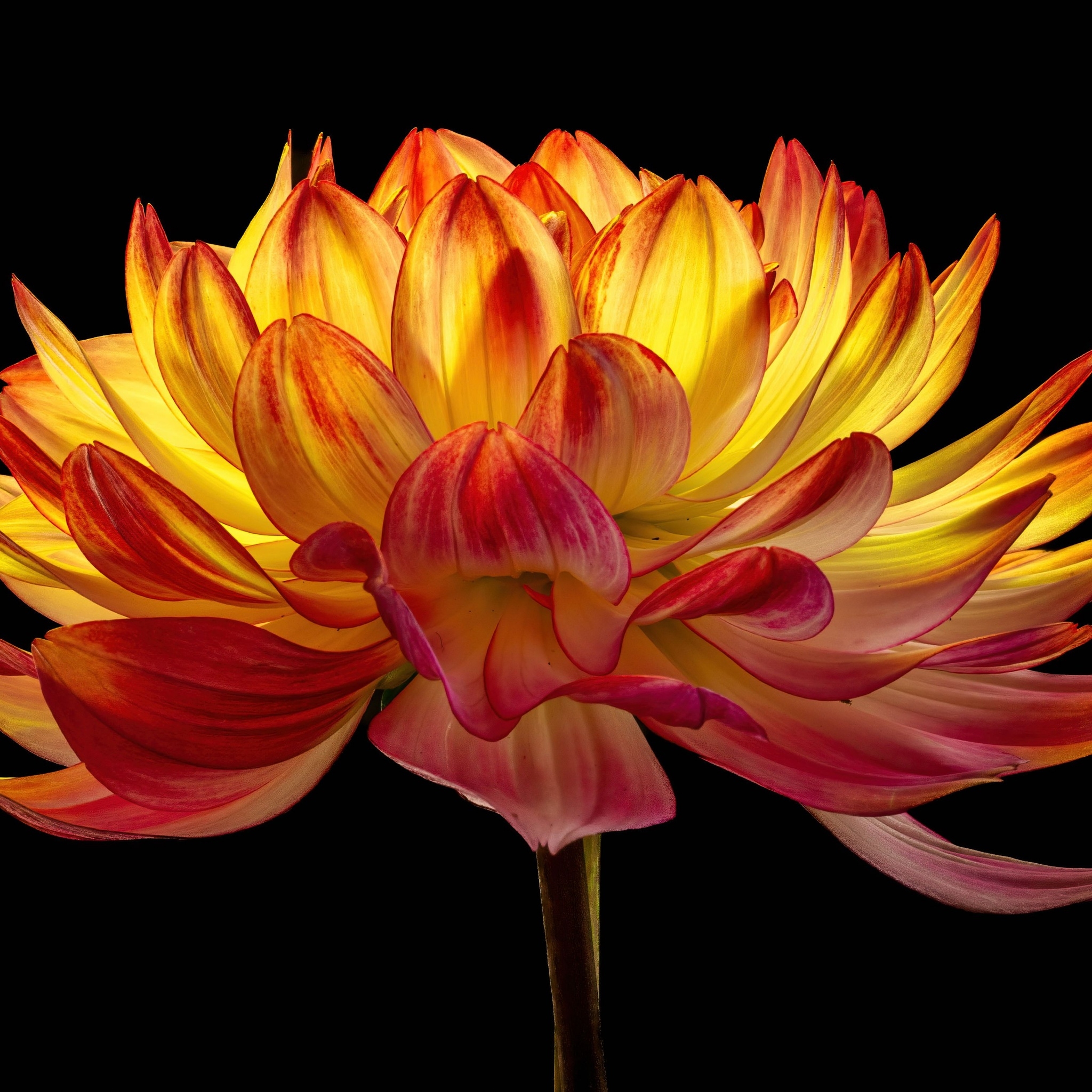 2050x2050 Dahlia flower Wallpaper 4K, Orange flower, Flowers, Phone