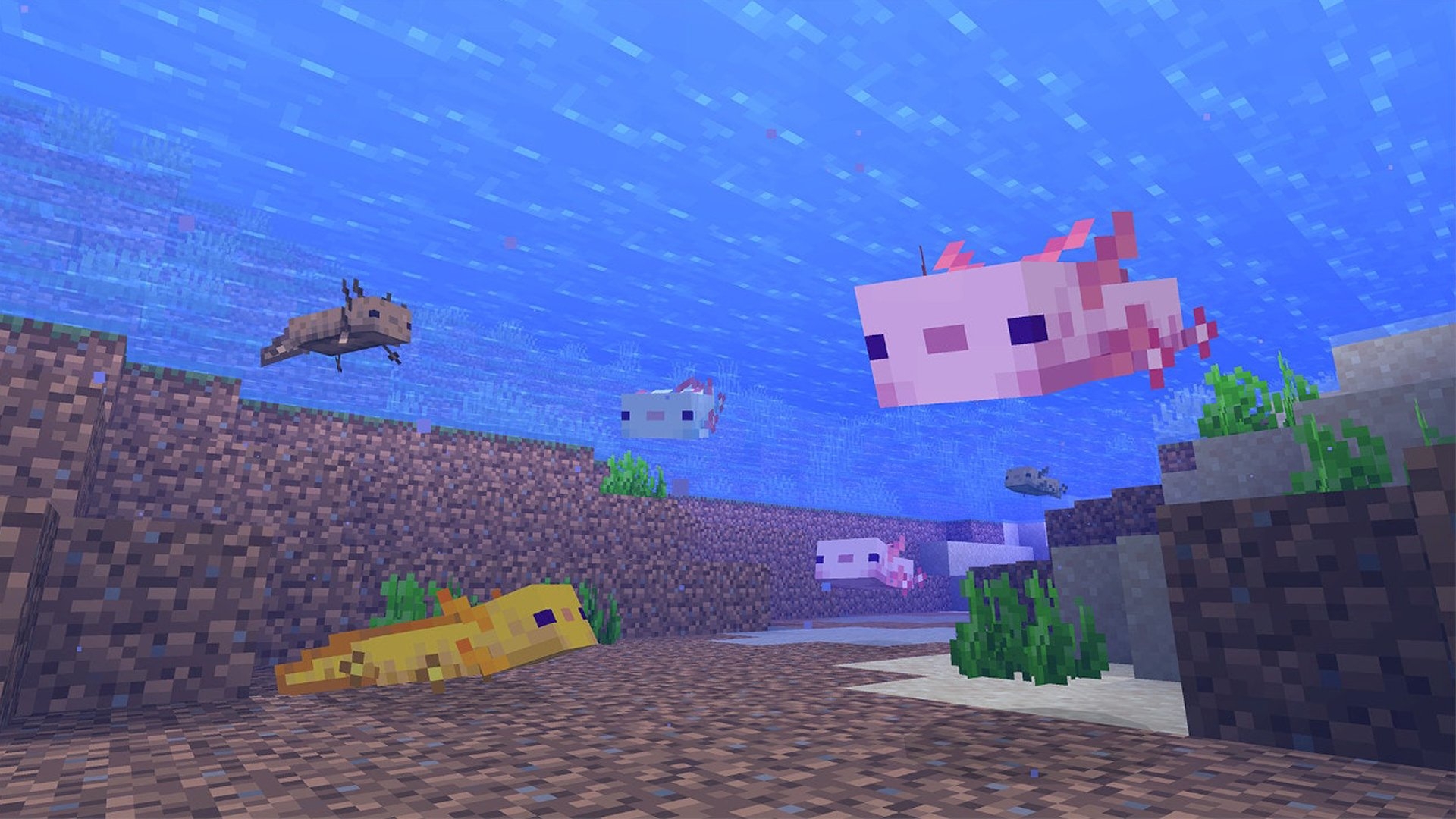 1920x1080 Minecraft 1.17 axolotl to find, tame, or breed the new mob, Desktop