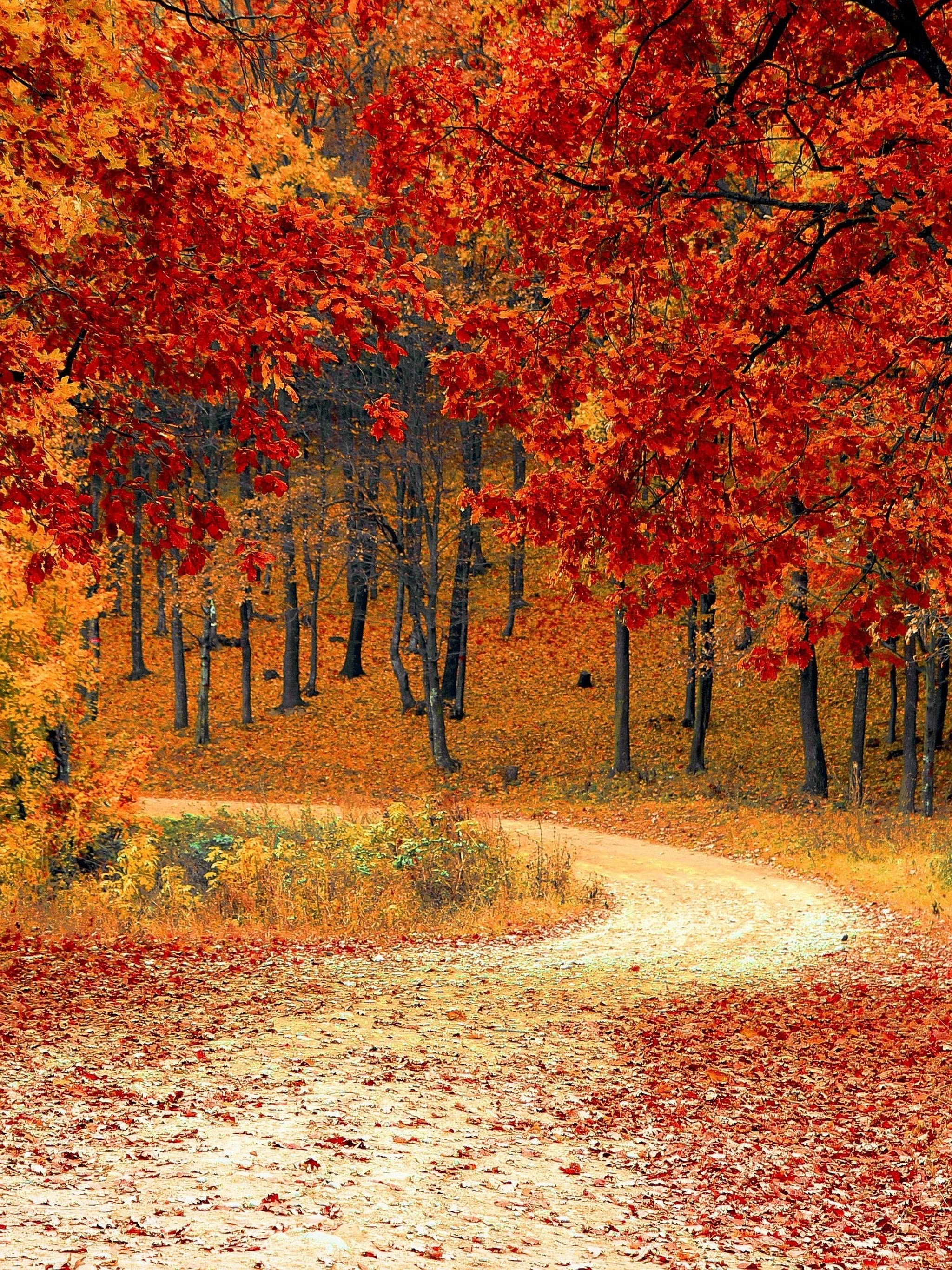 2050x2740 Autumn Trees Forest 4K Wallpaper, Phone