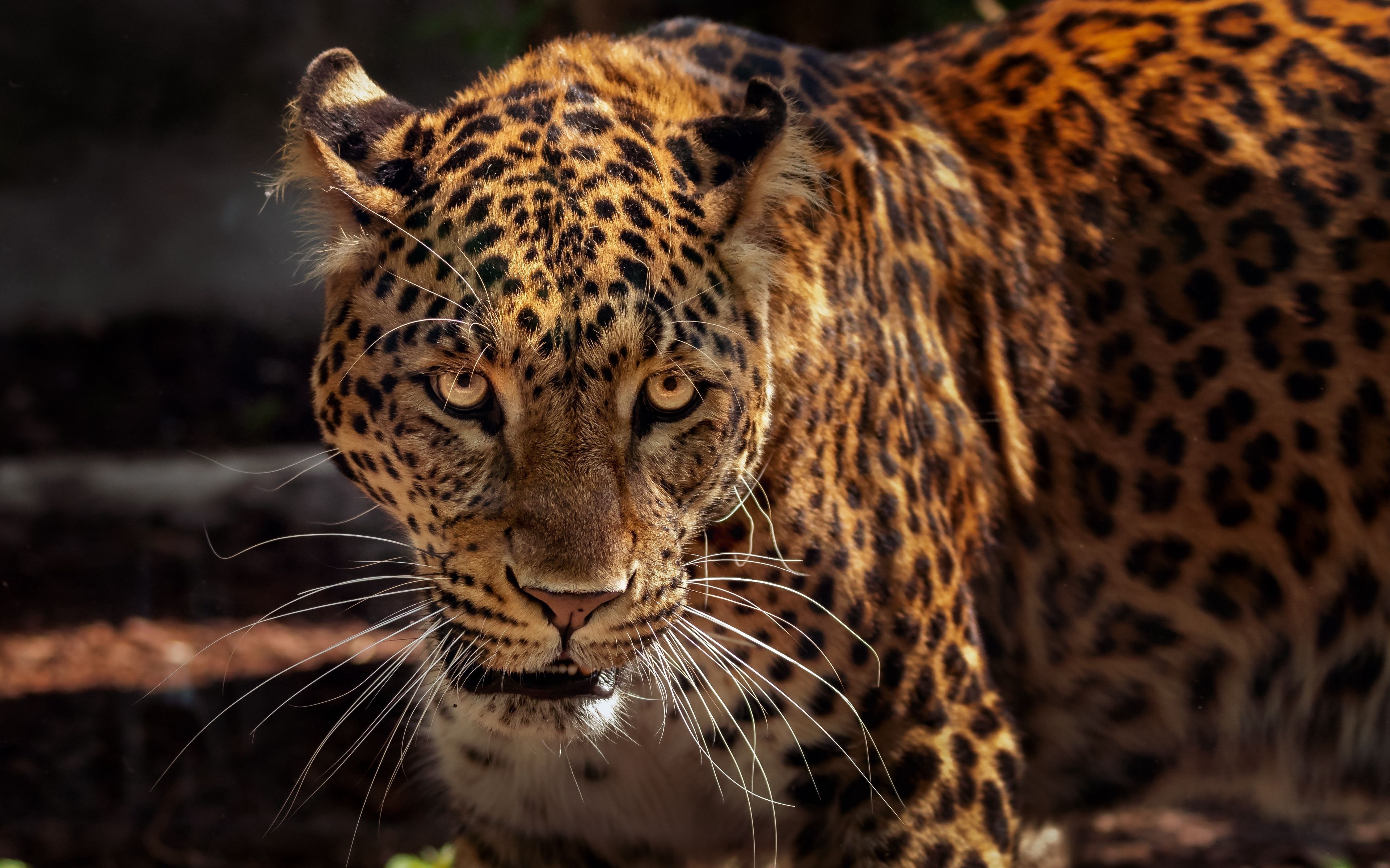 3840x2400 4k Wallpaper Jaguar Wallpaper For Desktop Background, Desktop