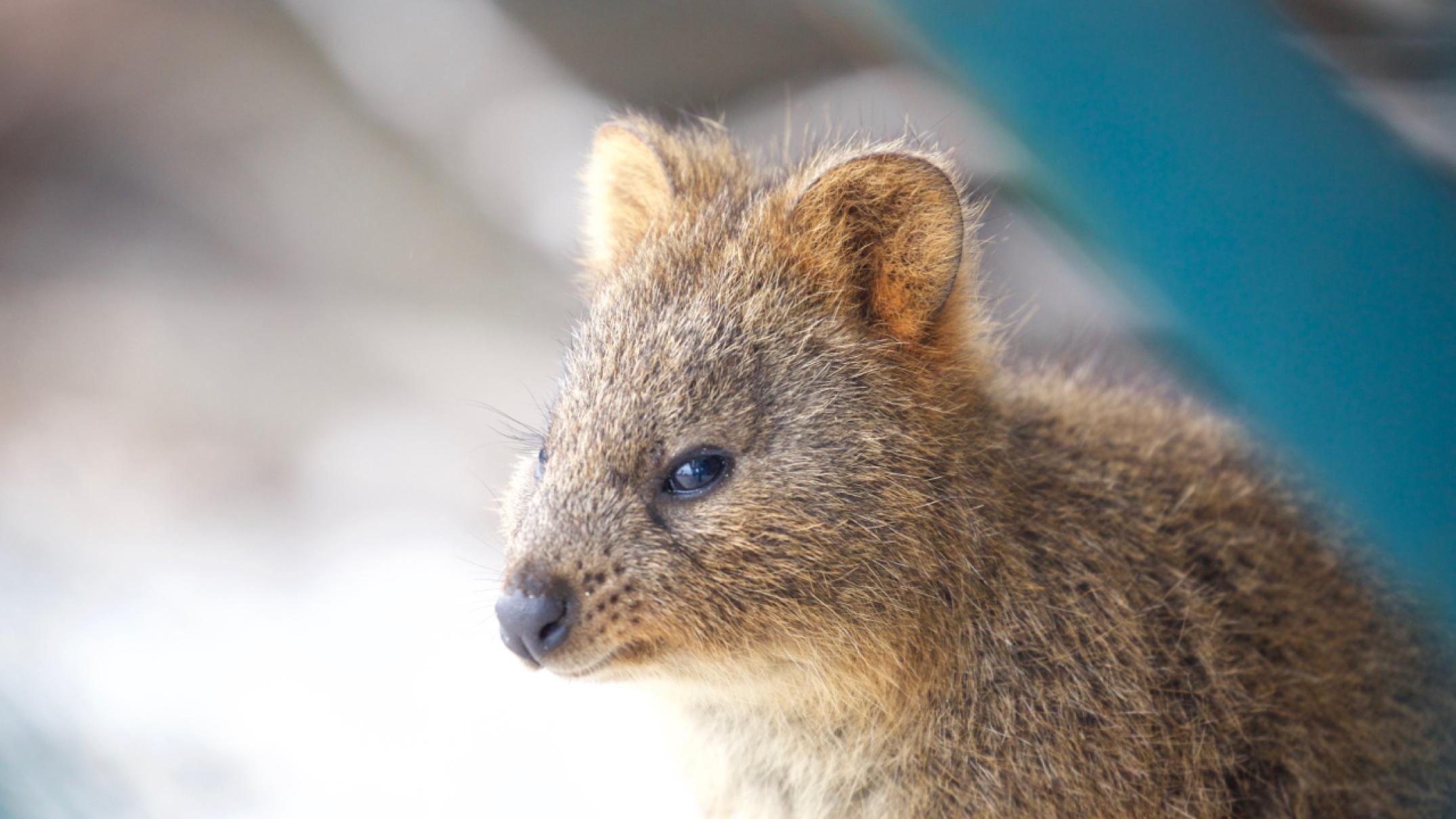 2150x1210 Quokka HD Wallpaper free, Desktop