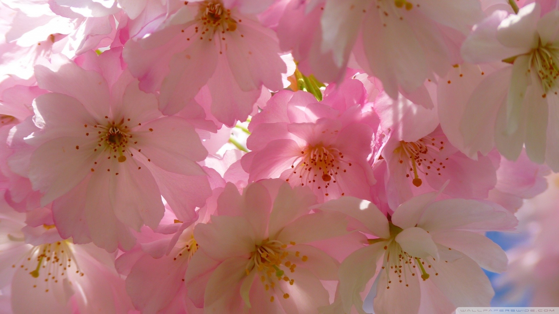 1920x1080 Japanese Cherry Blossom Wallpaper 1920×1080, Desktop