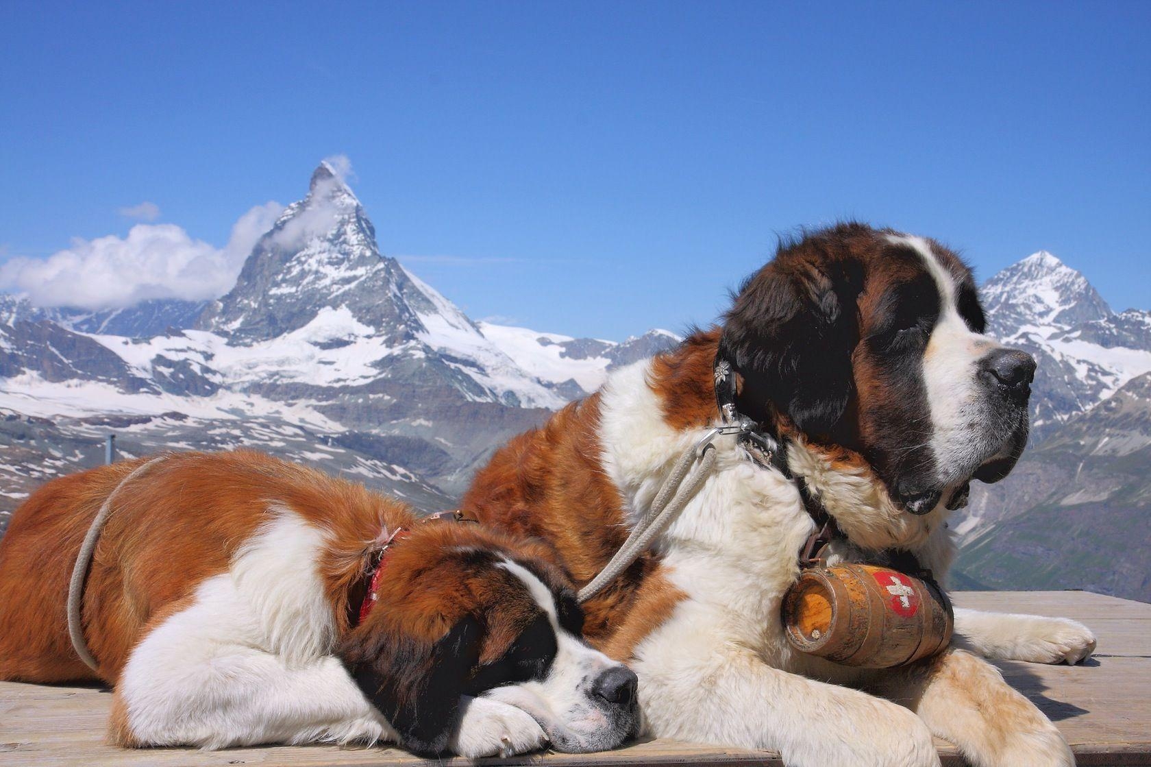 1680x1120 St. Bernard Wallpaper. St. Bernard Background, Desktop