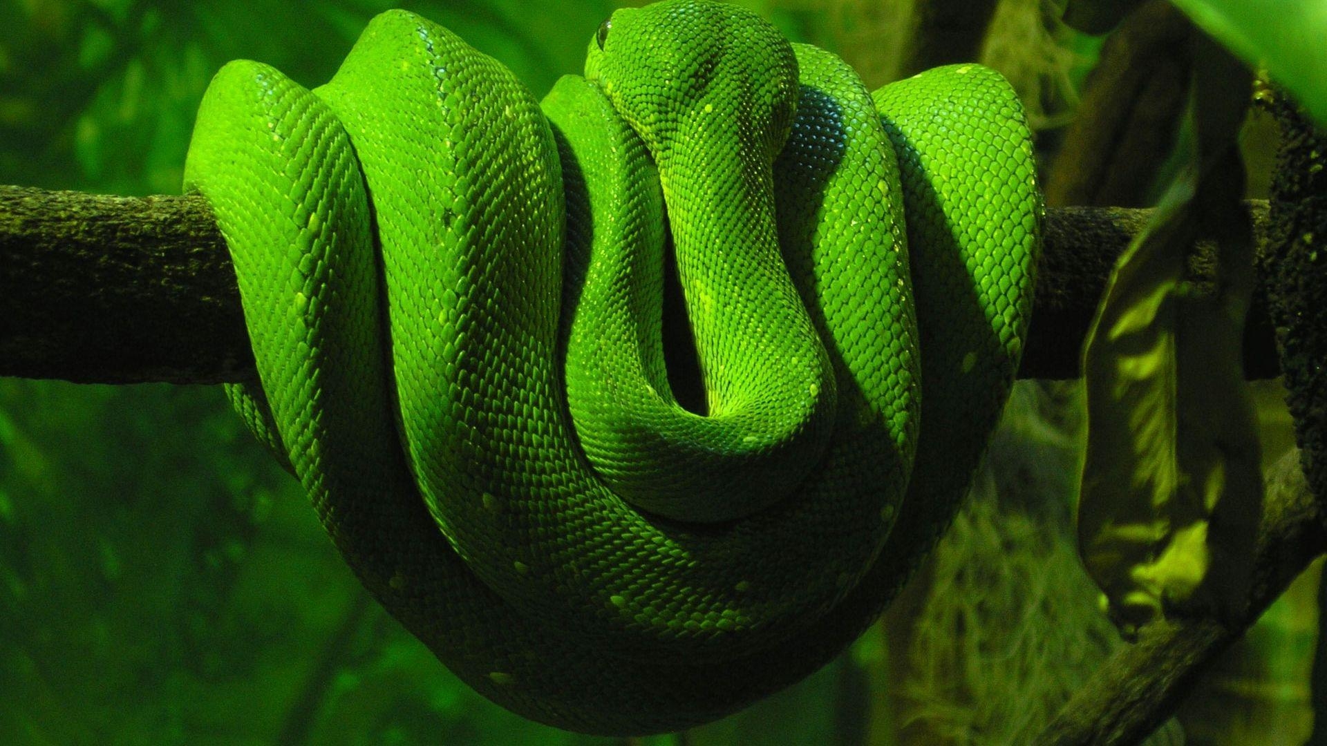 1920x1080 Amazing Green Anaconda HD Wallpaper, Desktop