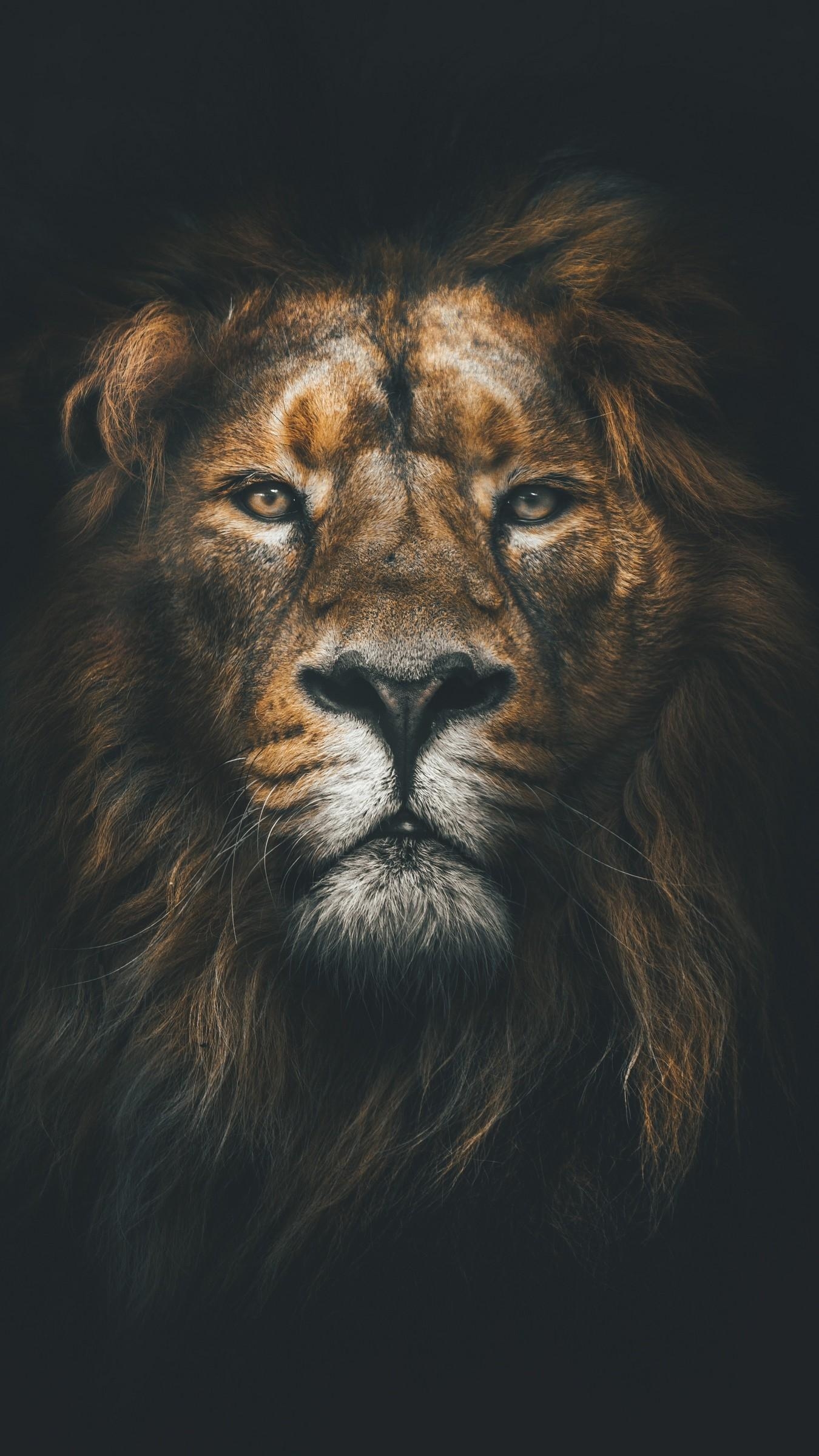 1350x2400 Lion iPhone Wallpaper, Phone