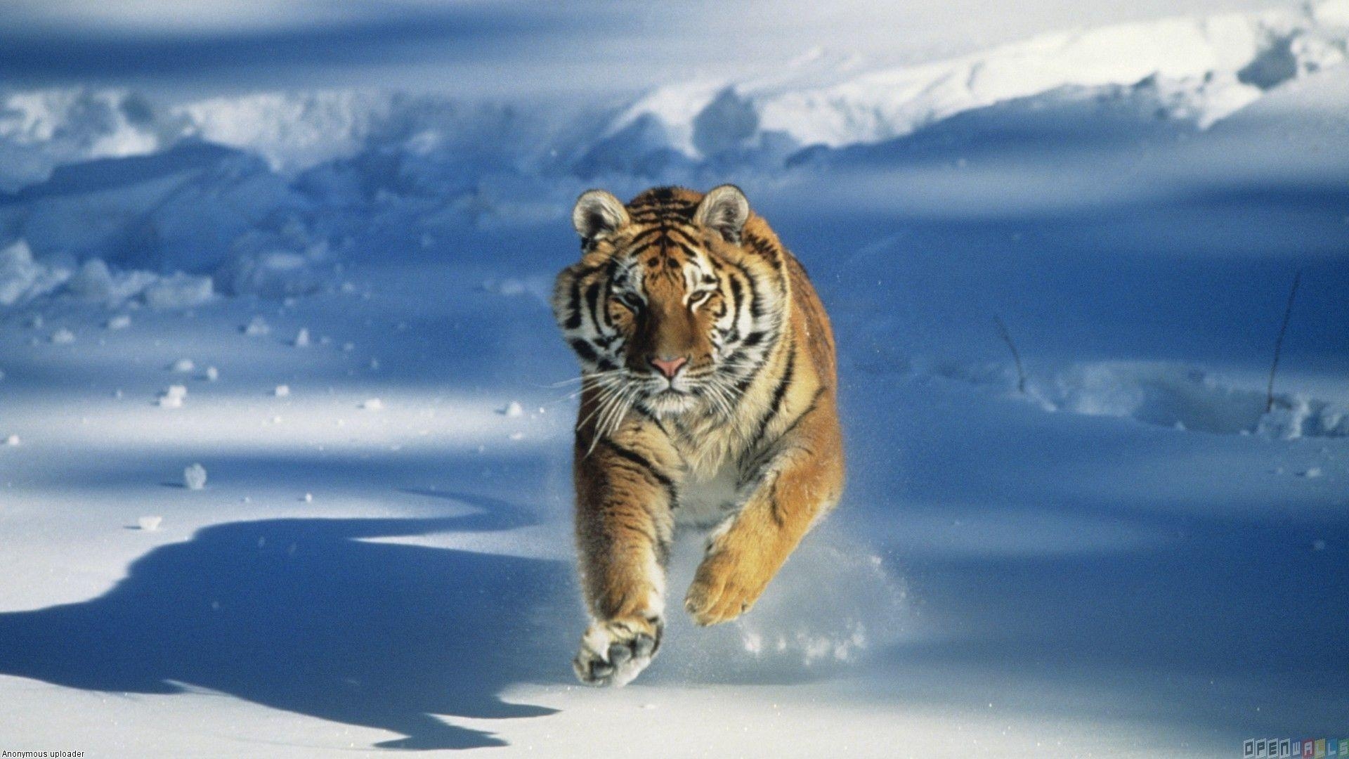 1920x1080 Snow Tiger Wallpaper, PC Snow Tiger Wallpaper Most Beautiful, Desktop