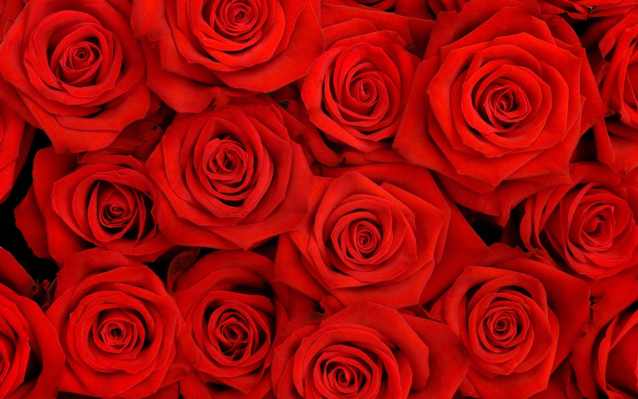 2560x1600 Lovely Roses HQ Wallpaper in jpg format for free download, Desktop