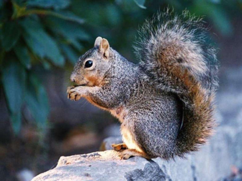 1030x770 Squirrel Wallpaper (Wallpaper 1 15 Of 15), Desktop