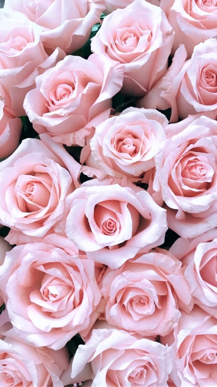 740x1310 Roses. Flower phone wallpaper, Pink wallpaper, Phone