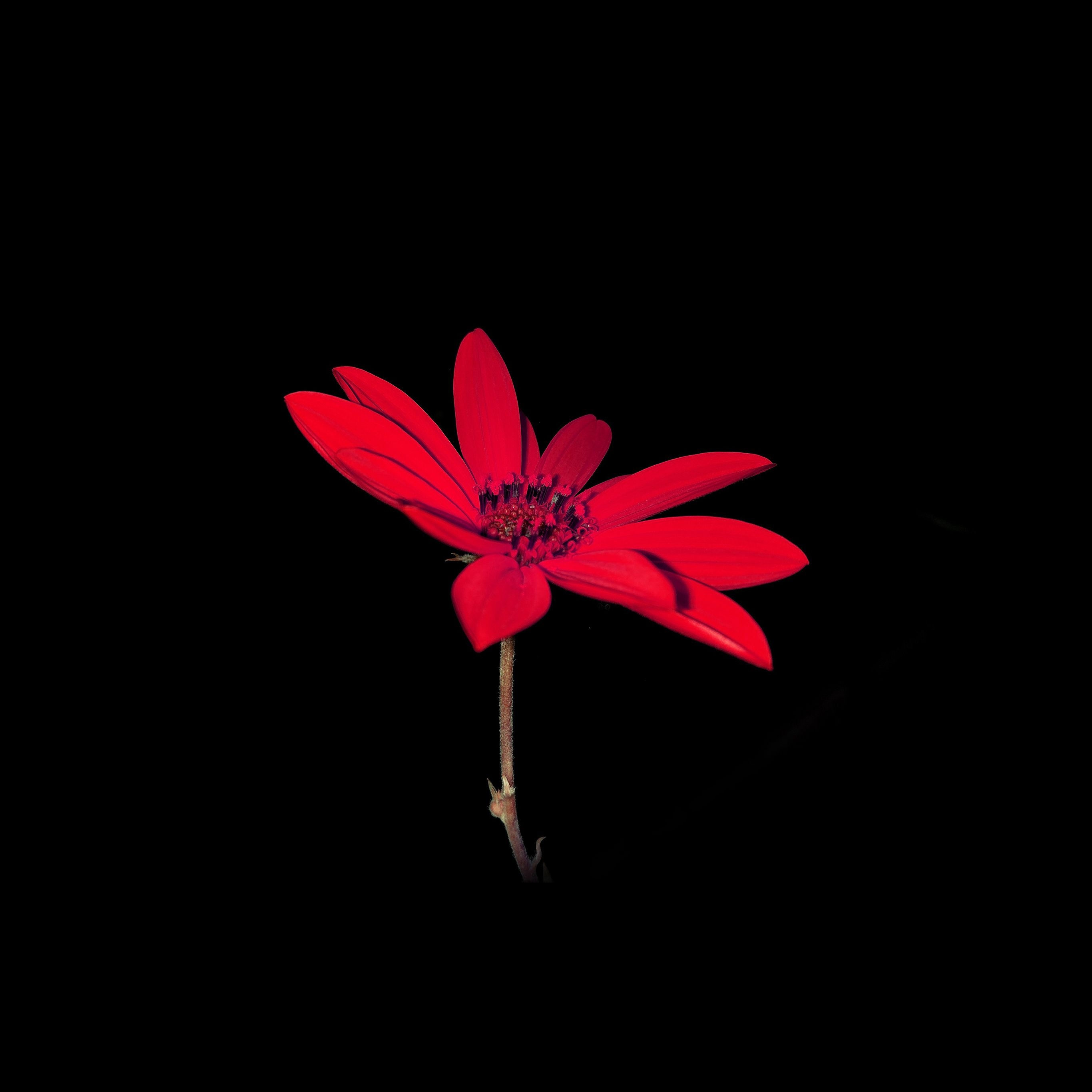 2740x2740 Flower Red Nature Art Dark Minimal Simple Wallpaper, Phone