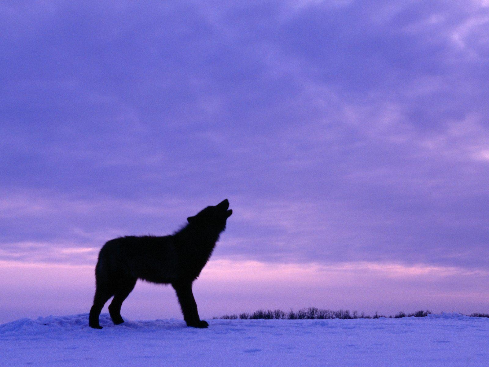 1600x1200 Wallpaper For > Black Wolf Wallpaper Desktop, Desktop