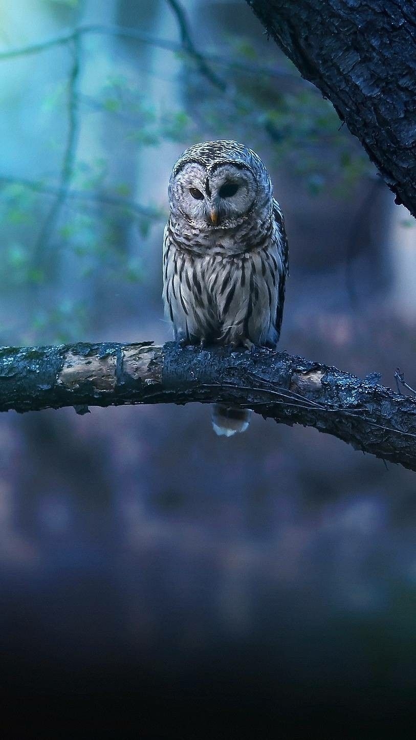 820x1450 Owl wallpaper. Owl wallpaper, Cute owls wallpaper, Owl, Phone