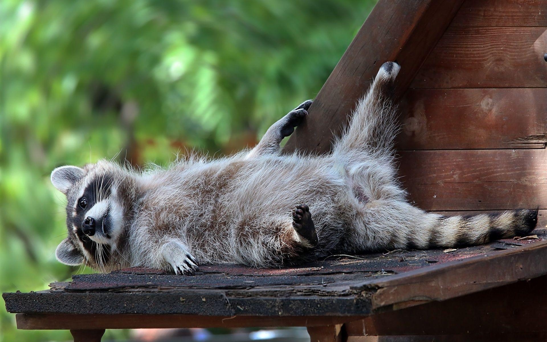 1920x1200 Wallpaper Raccoons Animals, Desktop