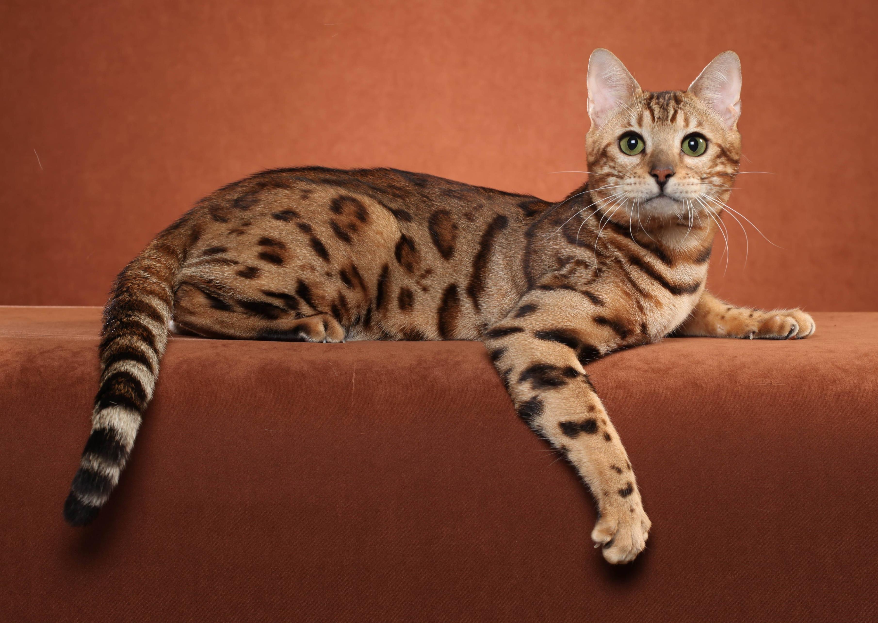 3620x2570 Bengal cat posing on a brown background wallpaper and image, Desktop