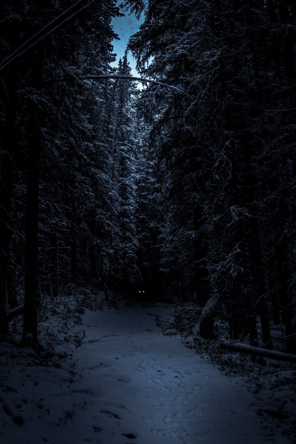 1000x1500 Dark Forest Picture [HD]. Download Free Image, Phone