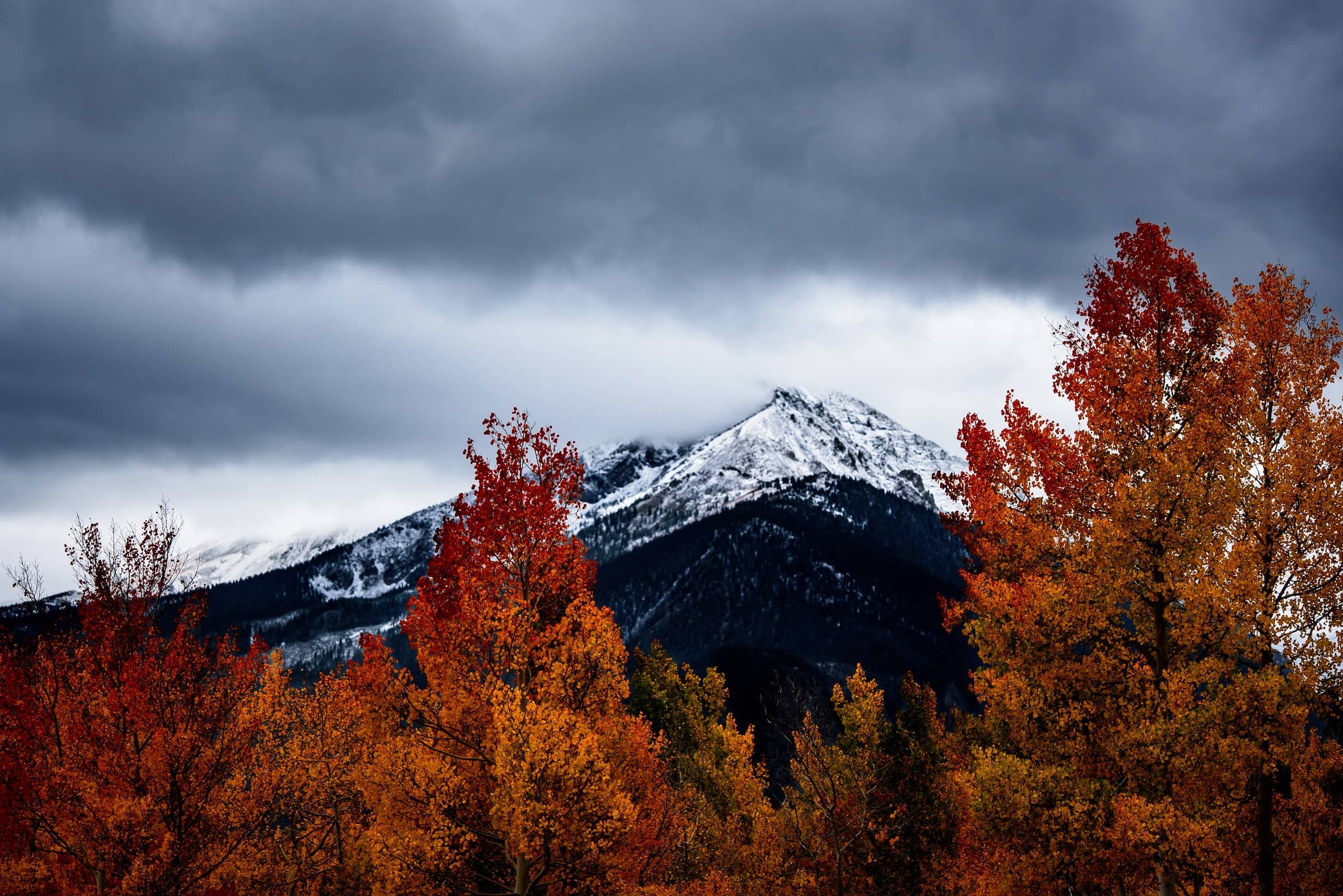 2400x1610 The Trees Are About to Show Us How Lovely It Is to Let Things Go, Desktop