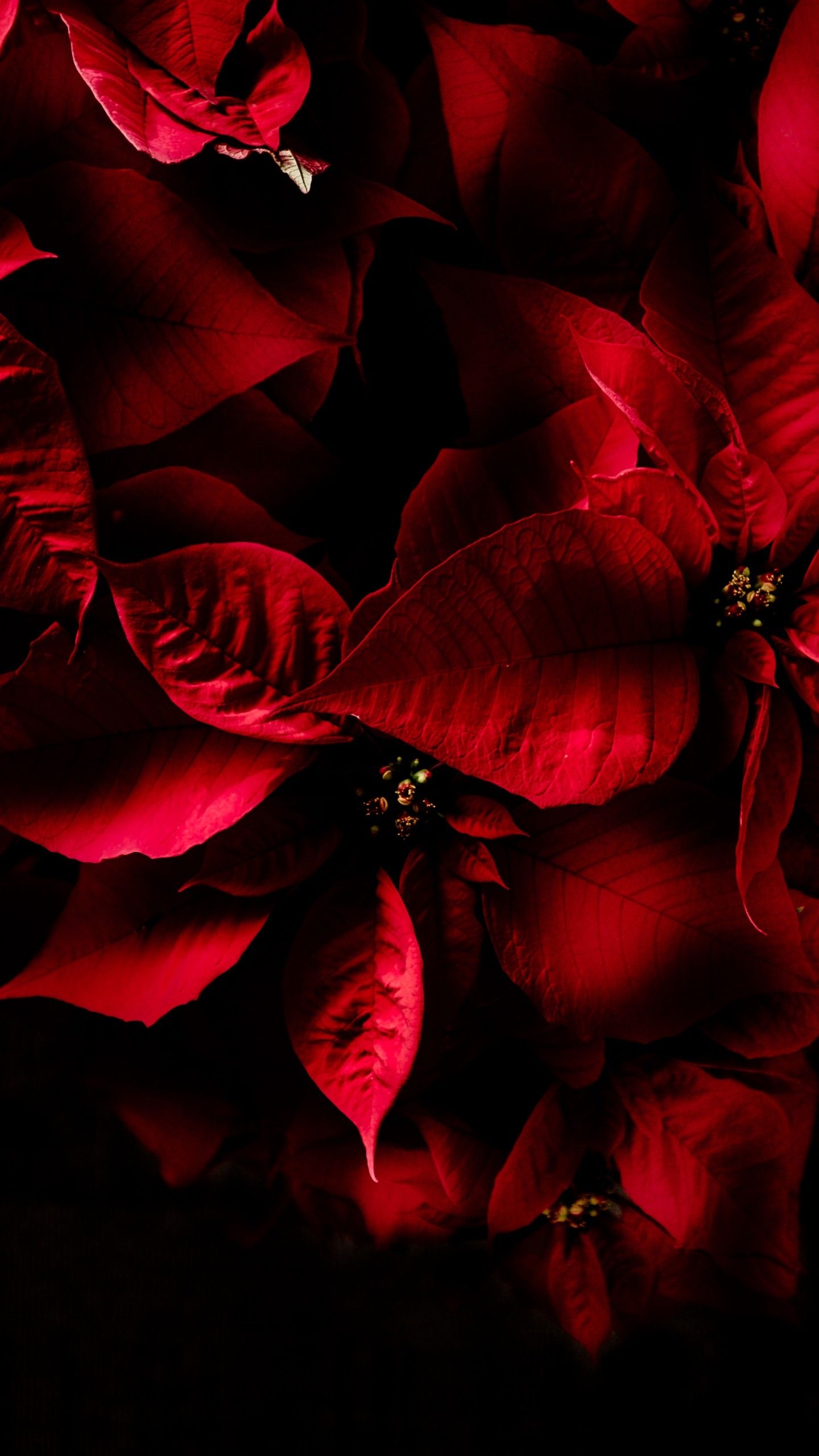 1440x2560 Wallpaper Red leaves, Dark, AMOLED, 4K, Flowers, Phone