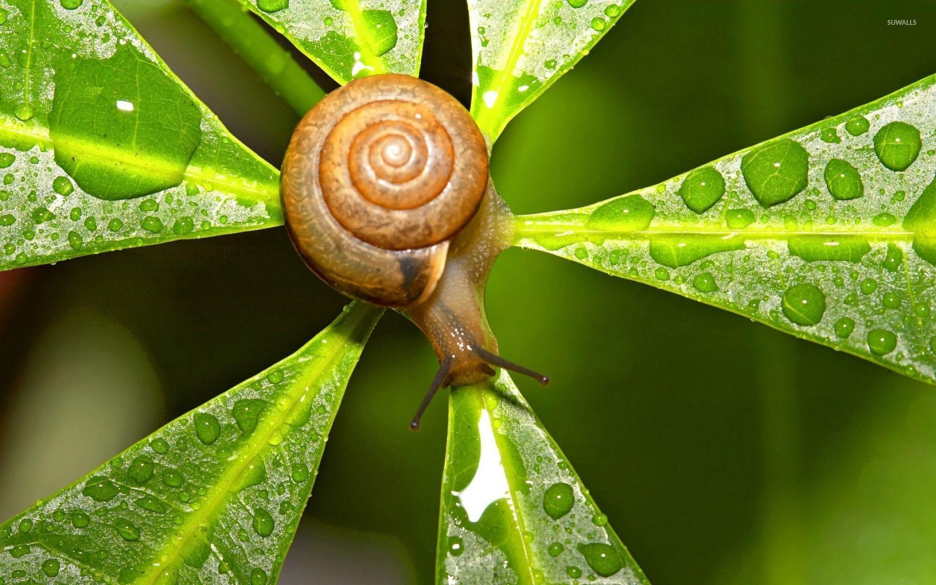 1920x1200 Snail wallpaper wallpaper, Desktop