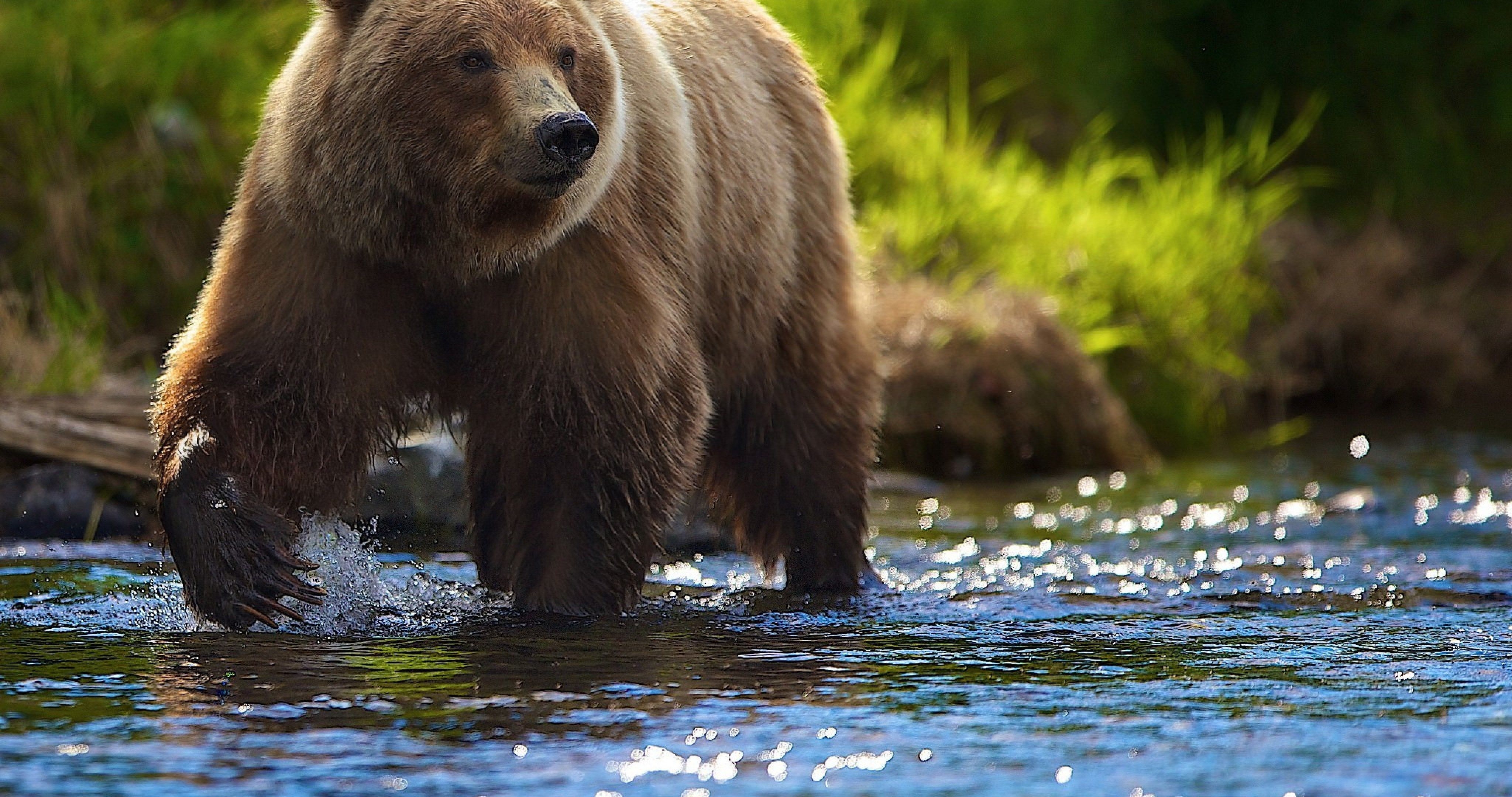 4100x2160 summer bear in river 4k ultra HD wallpaper. Brown bear, Bear wallpaper, Grizzly bear, Desktop