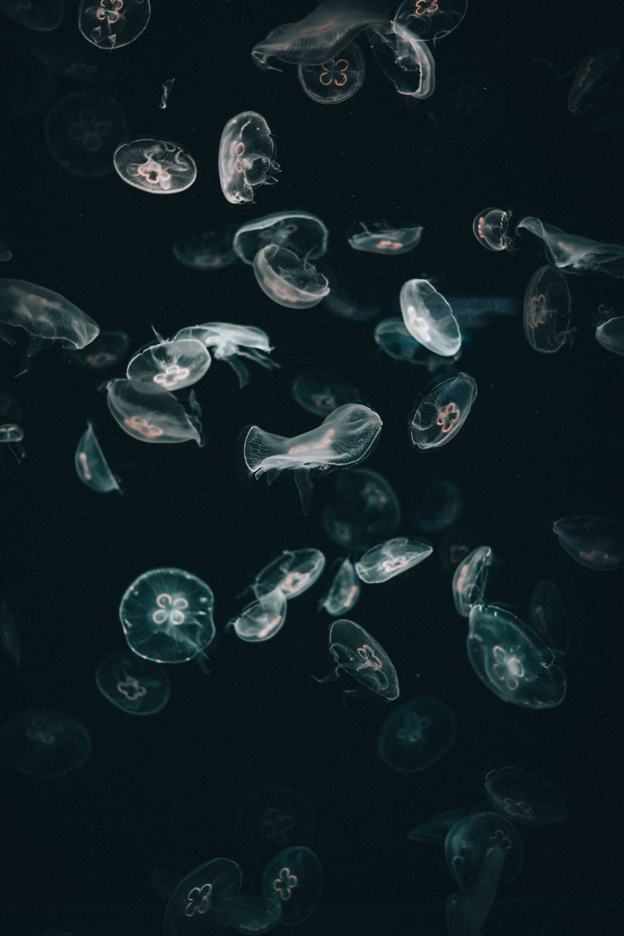 1280x1920 Download Jellyfish iPhone Dark Wallpaper, Phone