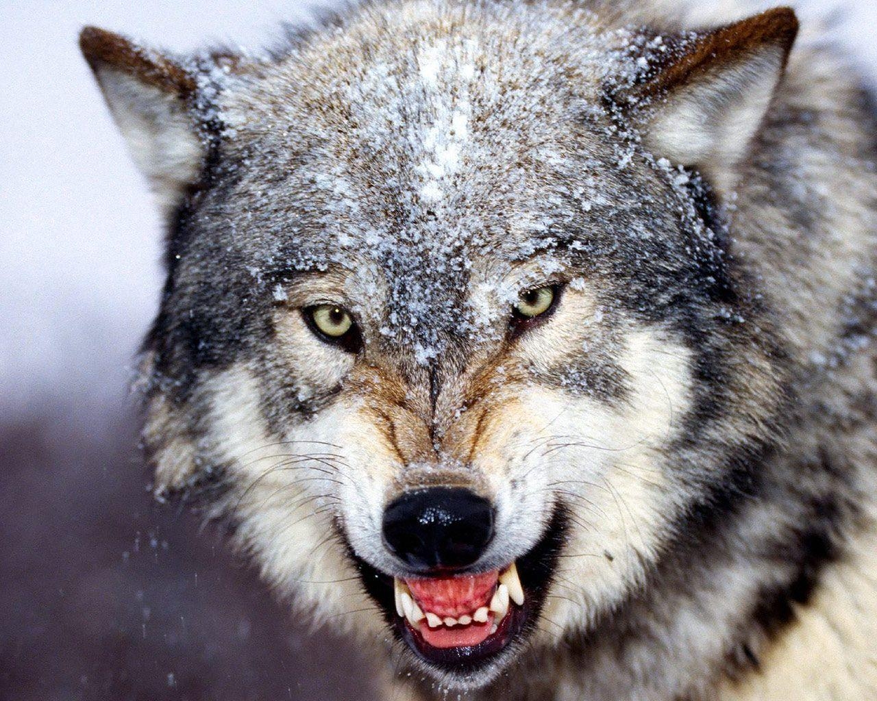 1280x1030 Wolves. Veterinary Online Wolf. Projects To Try. Wolf, Desktop