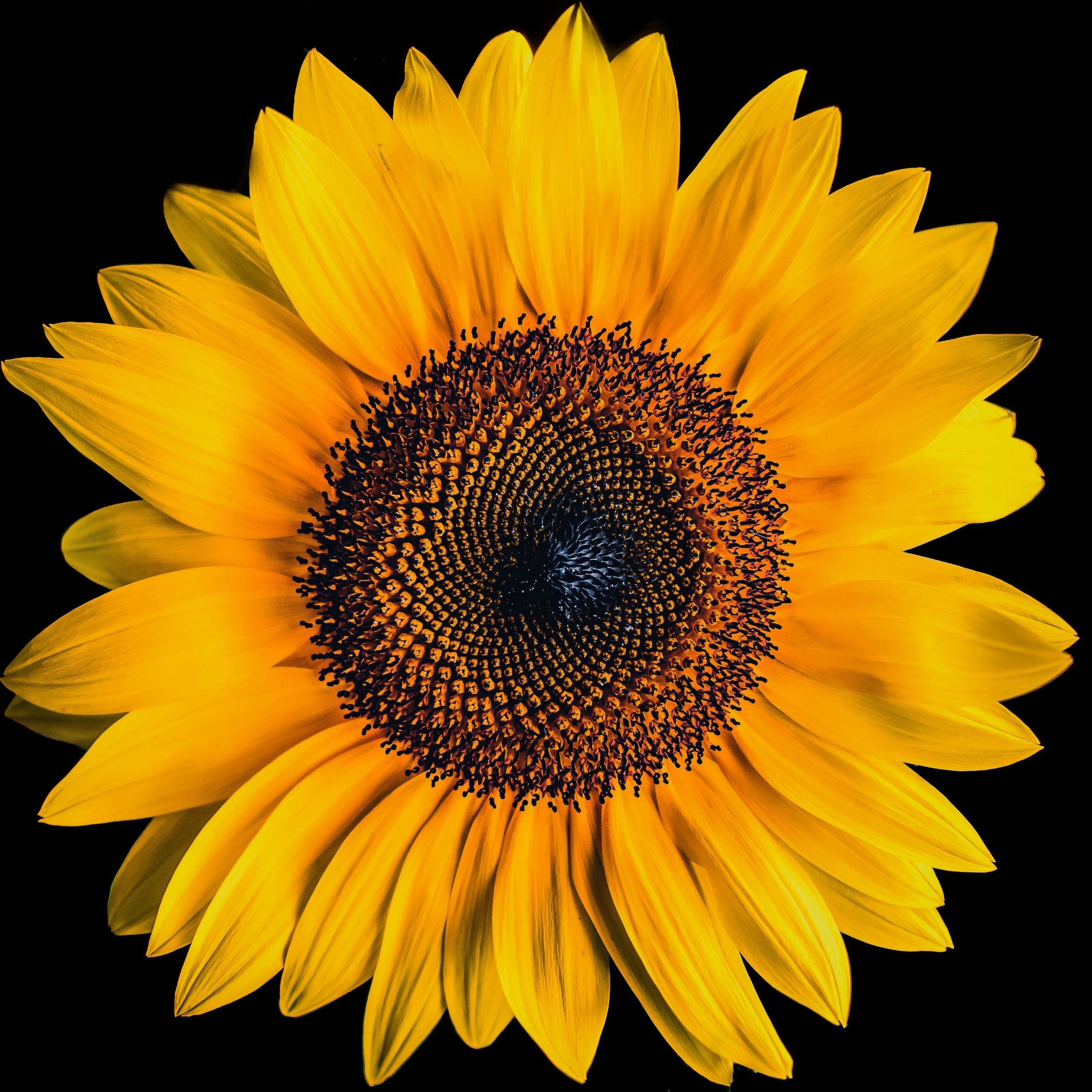 2560x2560 Sunflower 4K Wallpaper, Black background, Yellow flower, 5K, Flowers, Phone